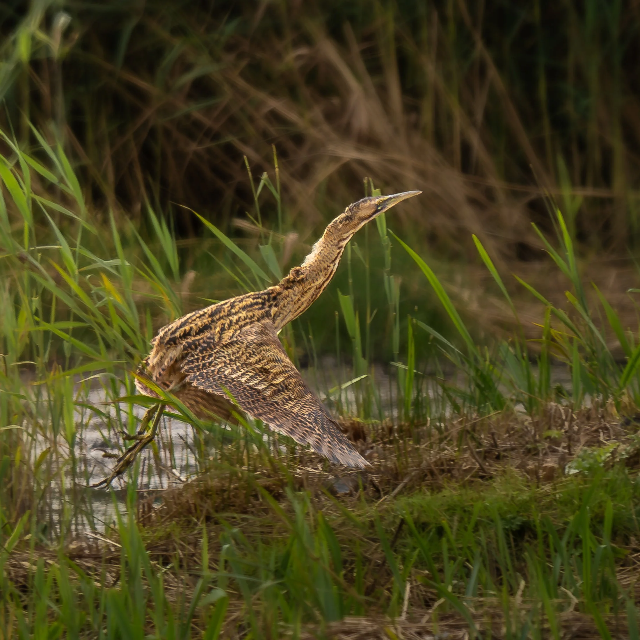 Bittern Take Off.jpg