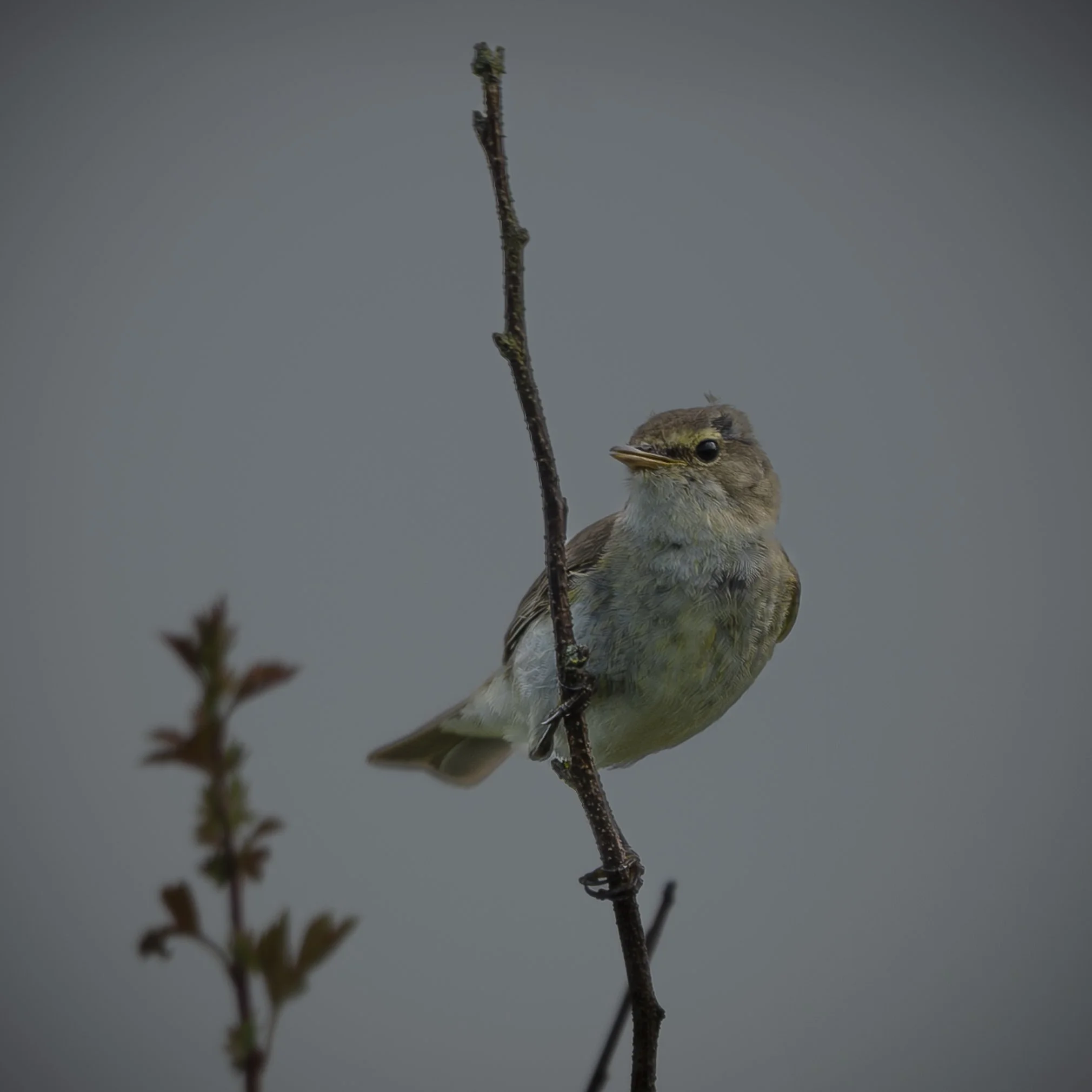 Possible Willow Warbler 2.jpg