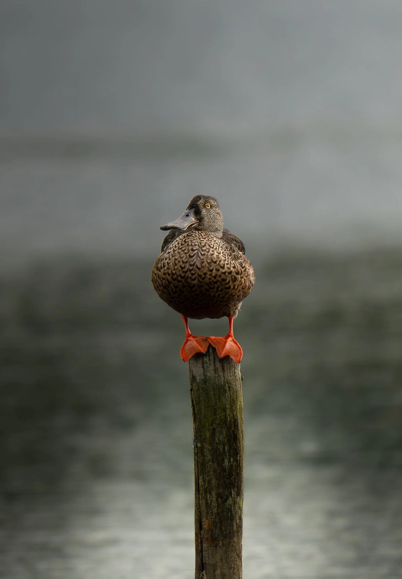 Shoveler.jpg