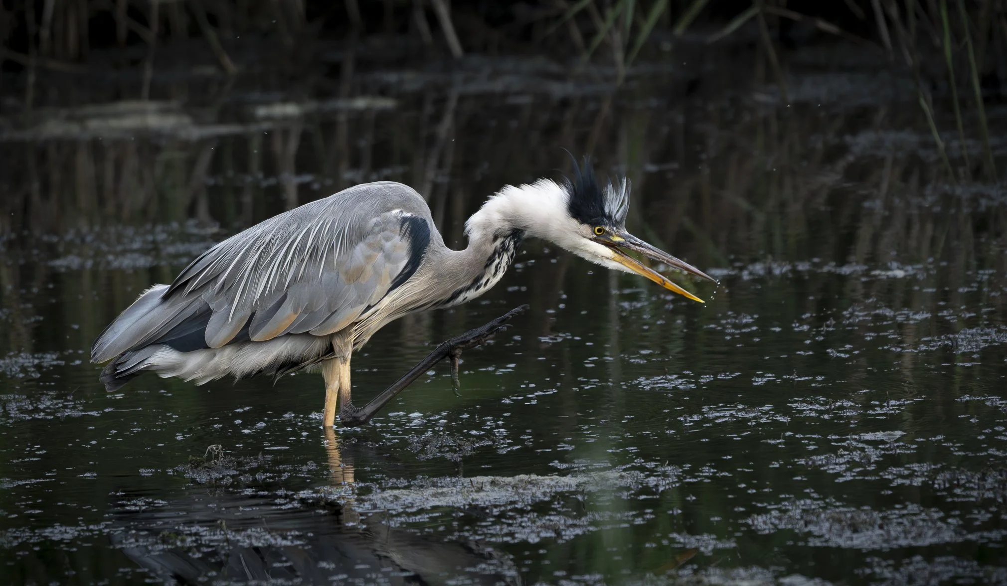Grey Heron Stalking 1.jpg