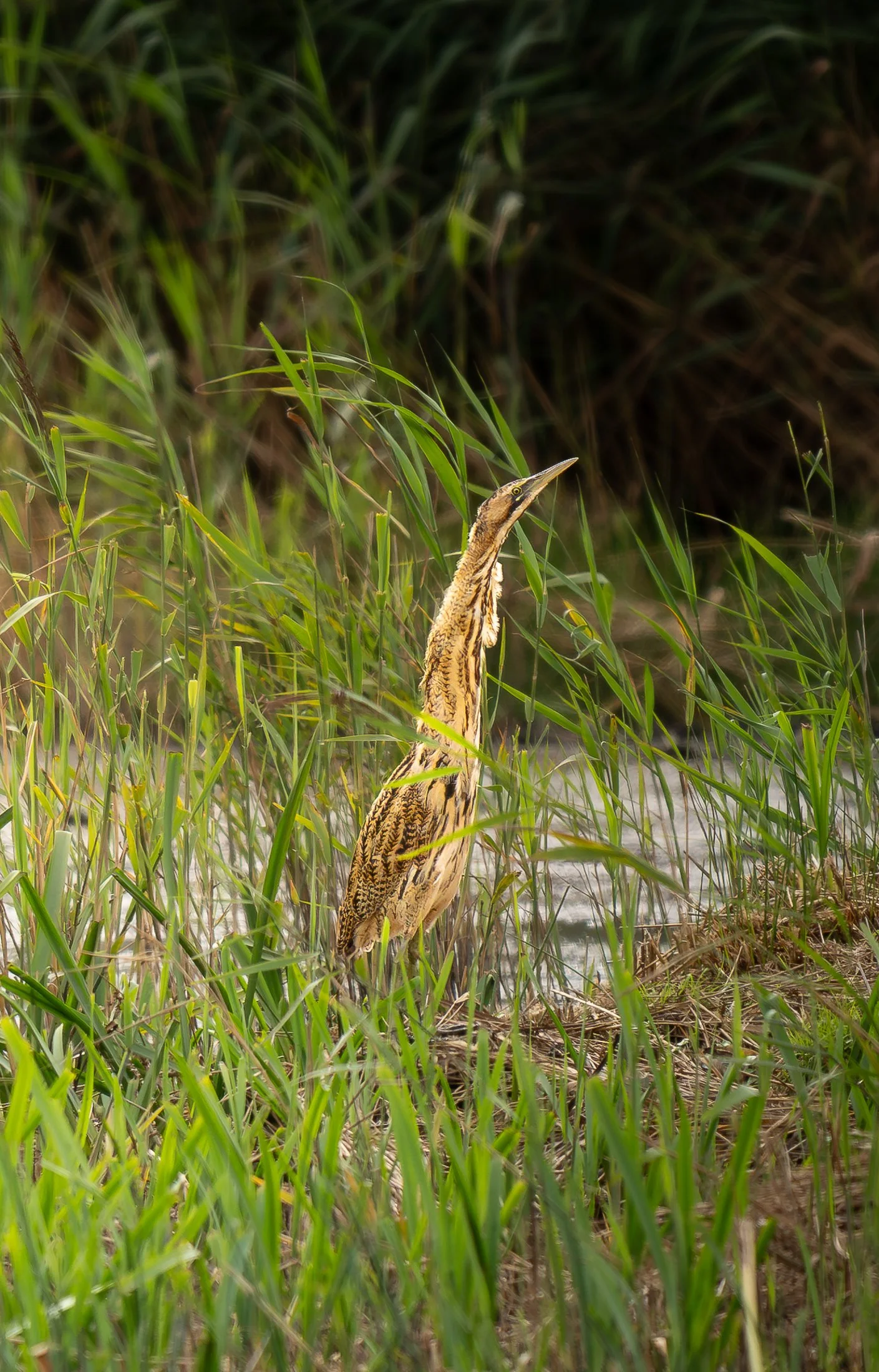 Bittern 3.jpg