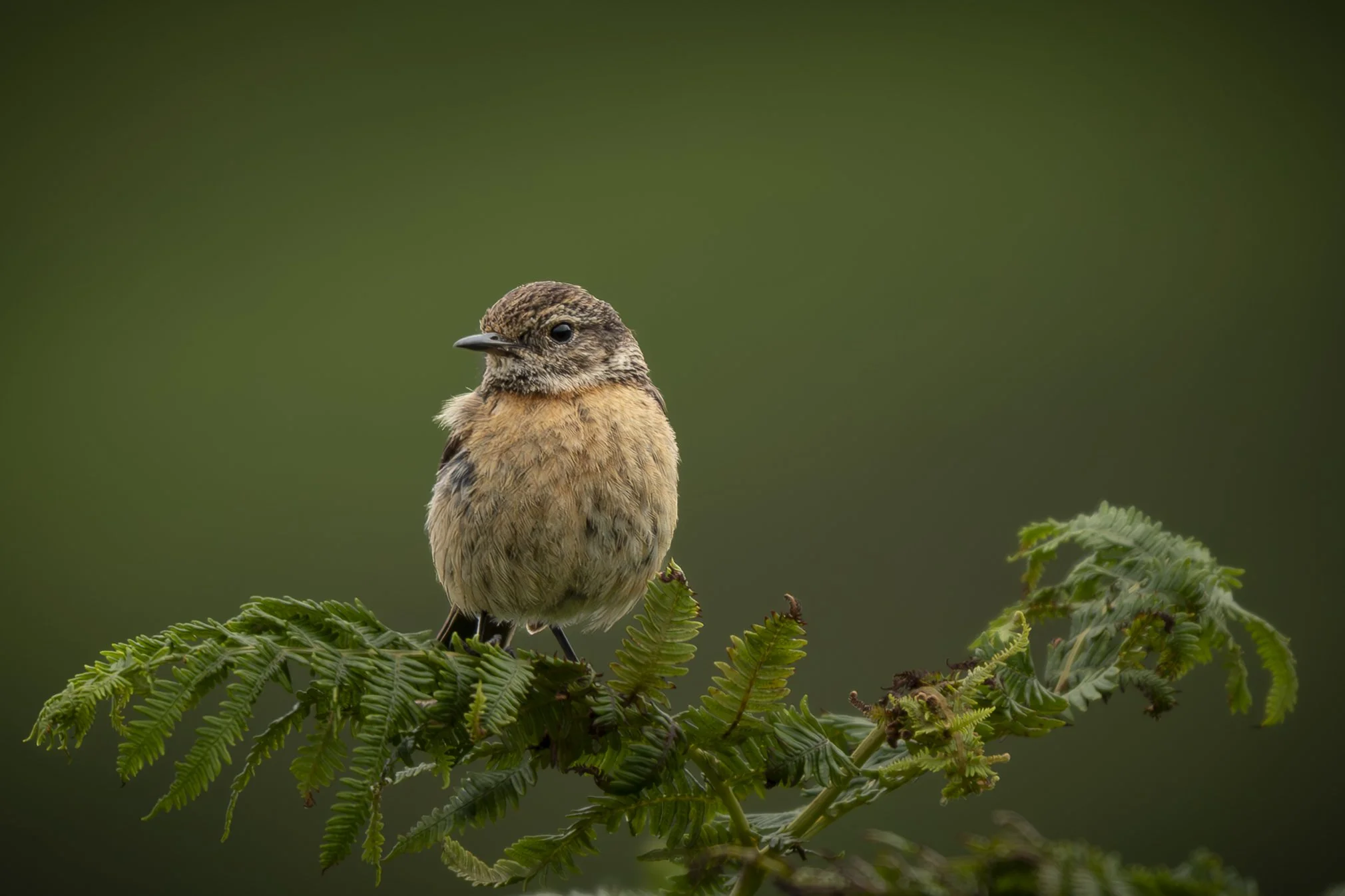 Female Stonechat 2.jpg