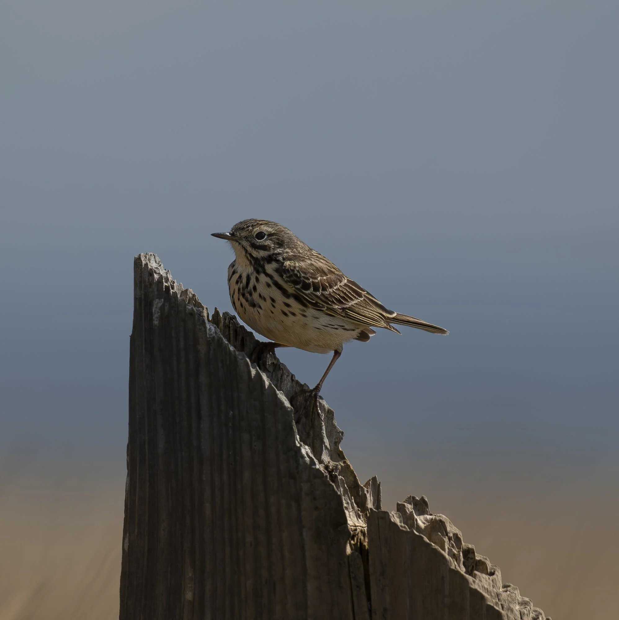 Meadow Pippit (Blue Background).jpg