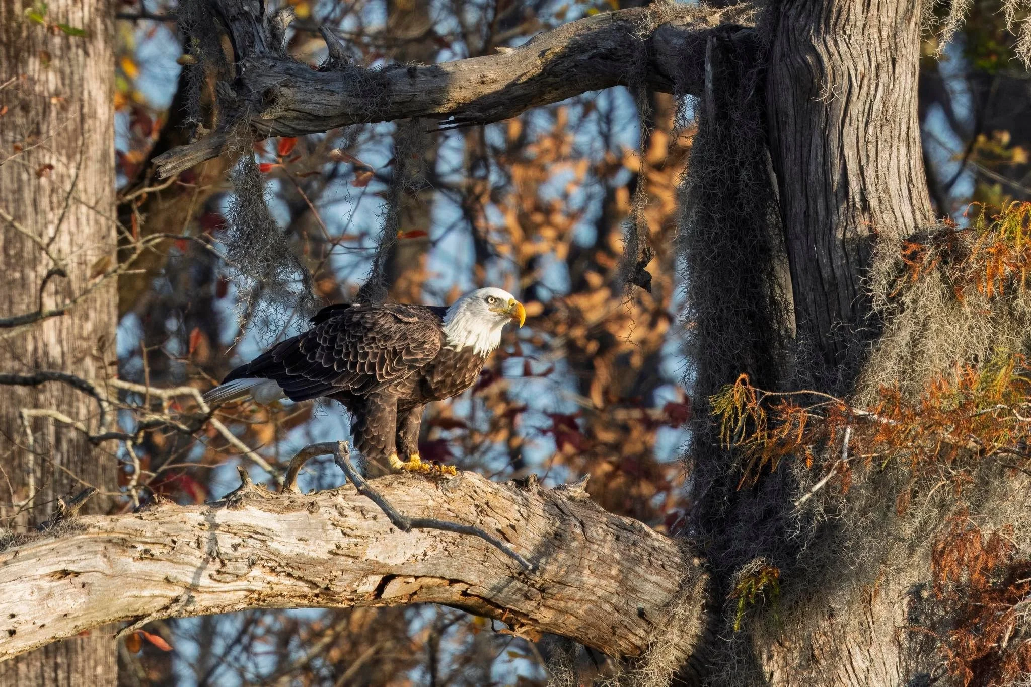 Bald eagle (photo by Kristy Modlin)