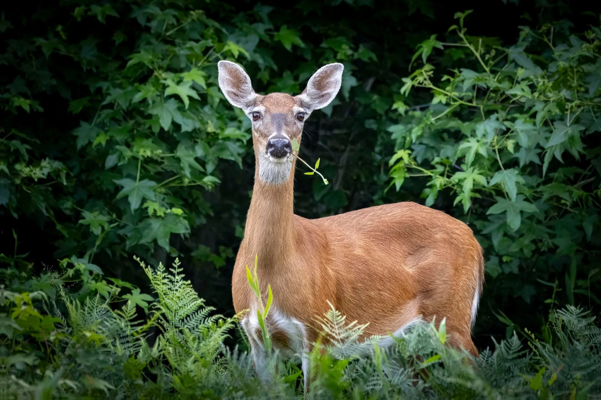 Whitetail Deer (photo by Kristy Modlin)