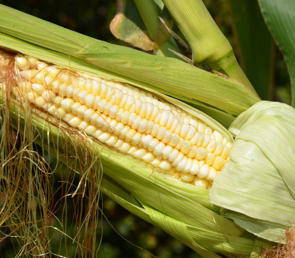 Food Corn 2.jpg