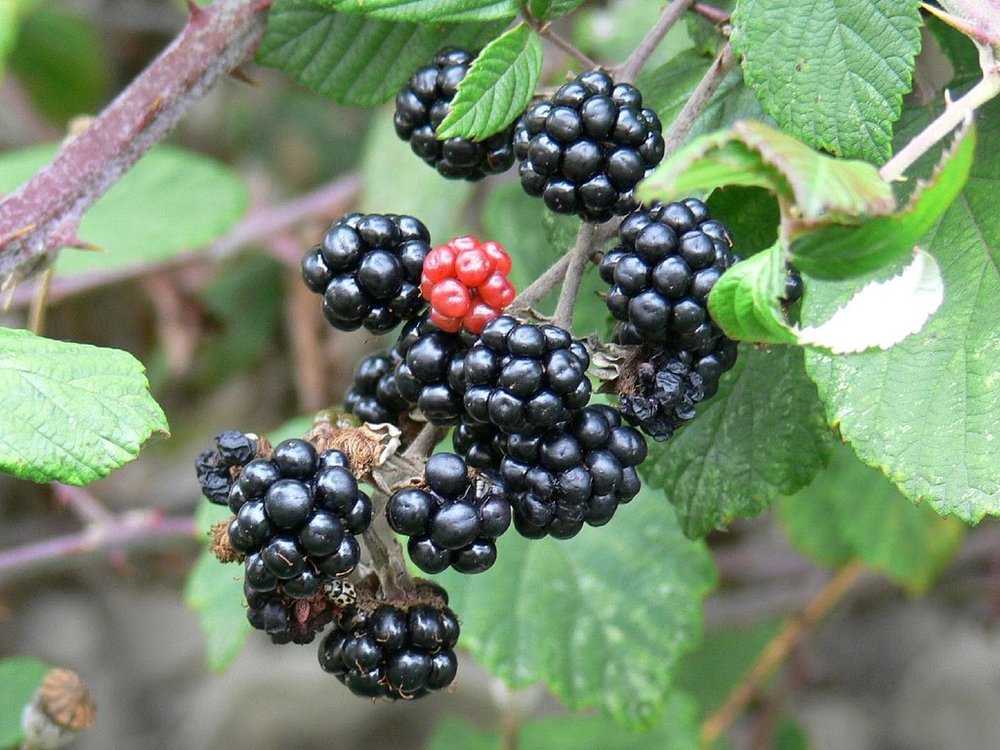 Food Blackberries 2.jpg