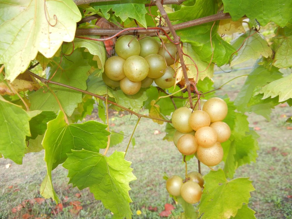 Food Scuppernong Grapes 2.jpg