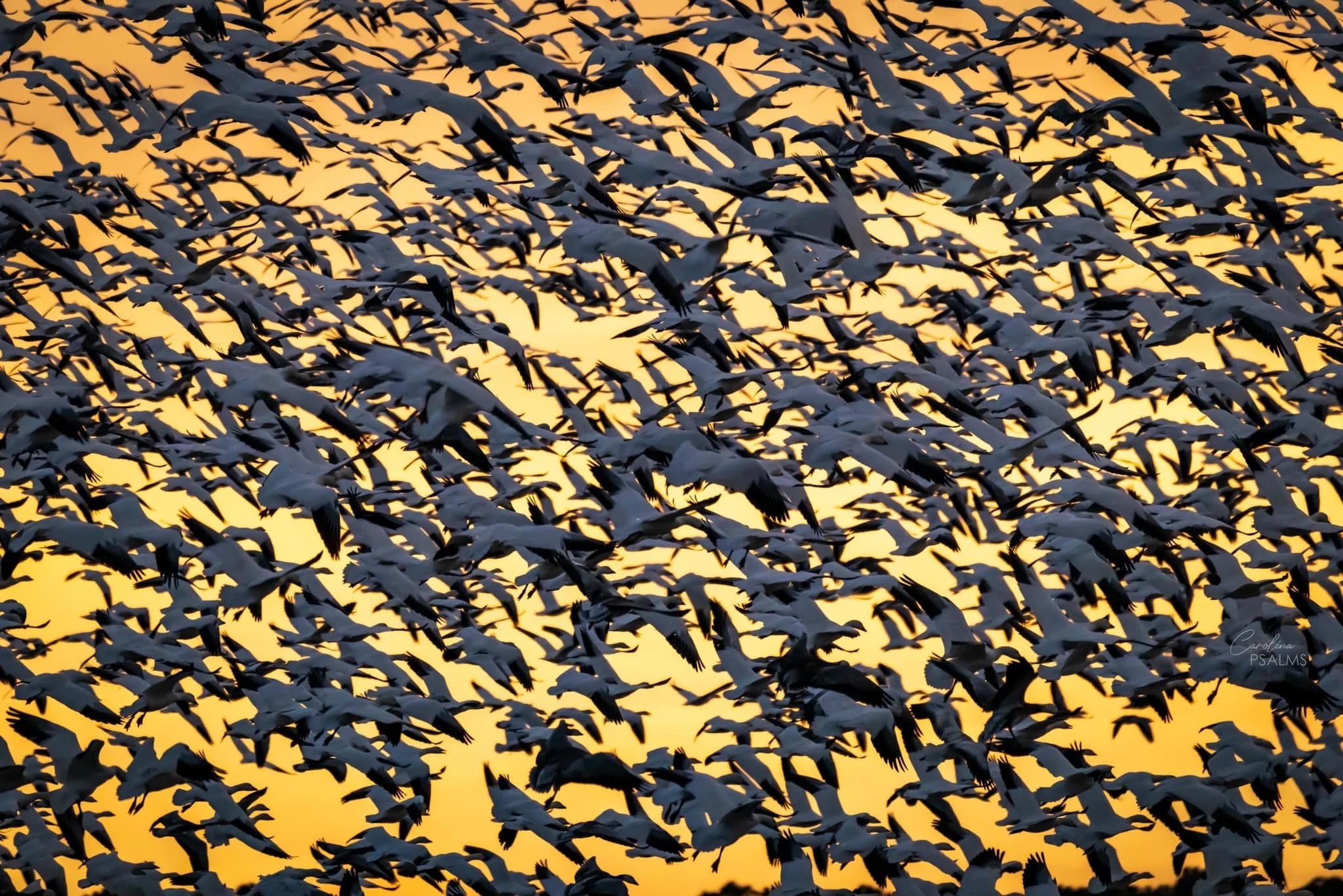 Snow Globe Season is here!