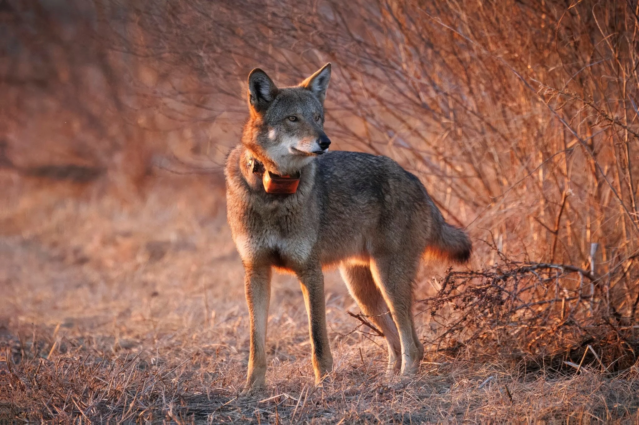 Red Wolf (photo by Kristy Modlin)