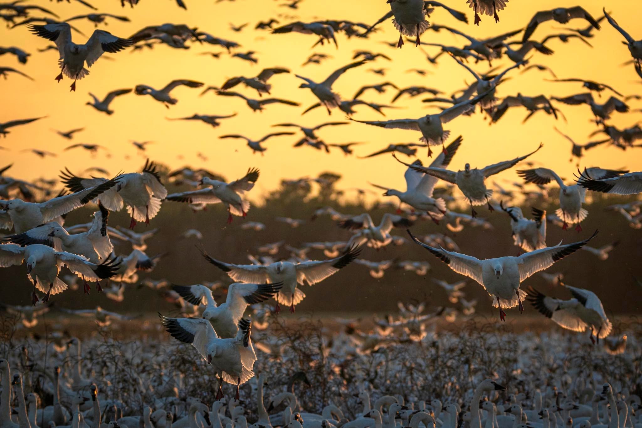 Snow Geese (photo by Kristy Modlin)