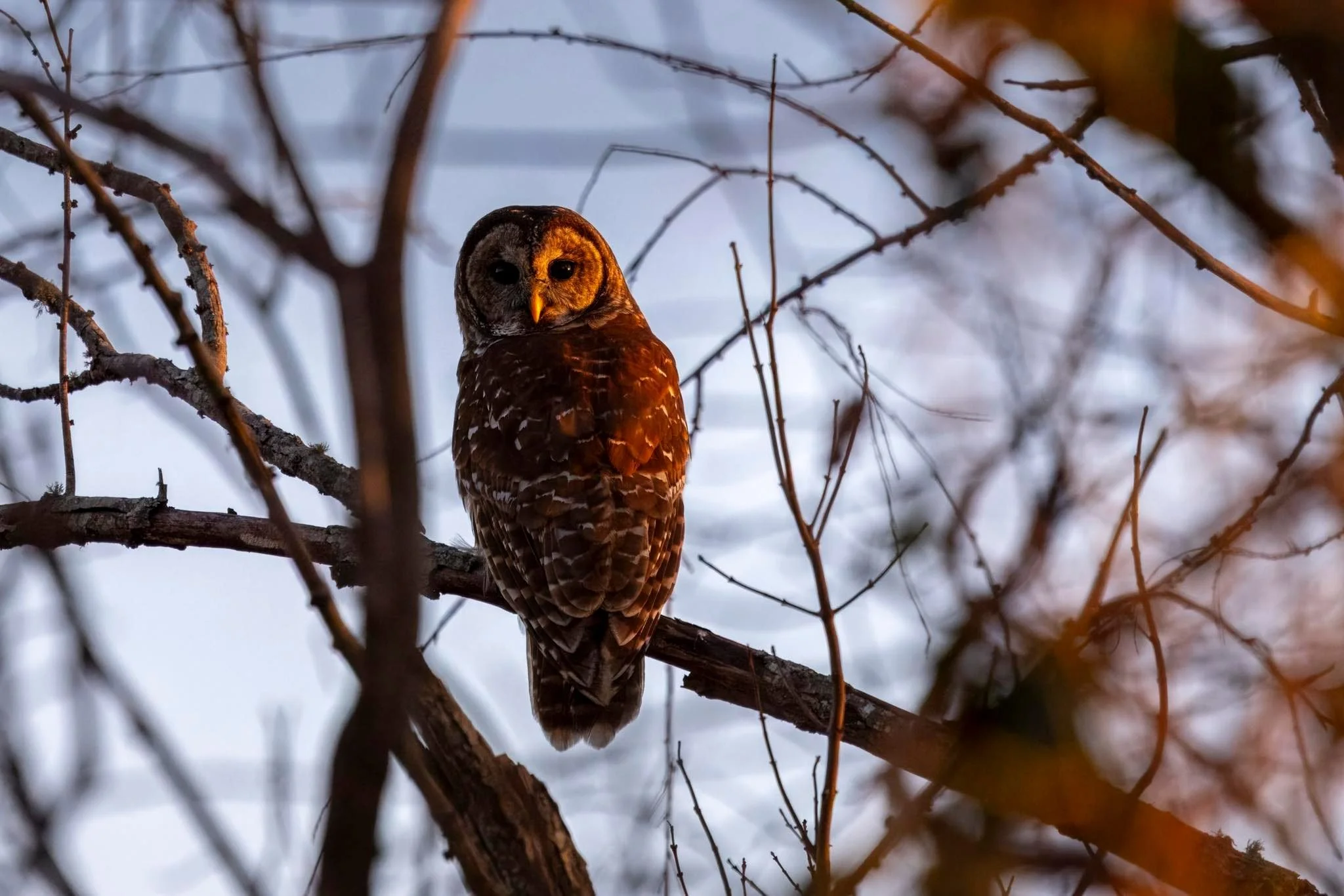 Barred Owl (photo by Kristy Modlin)