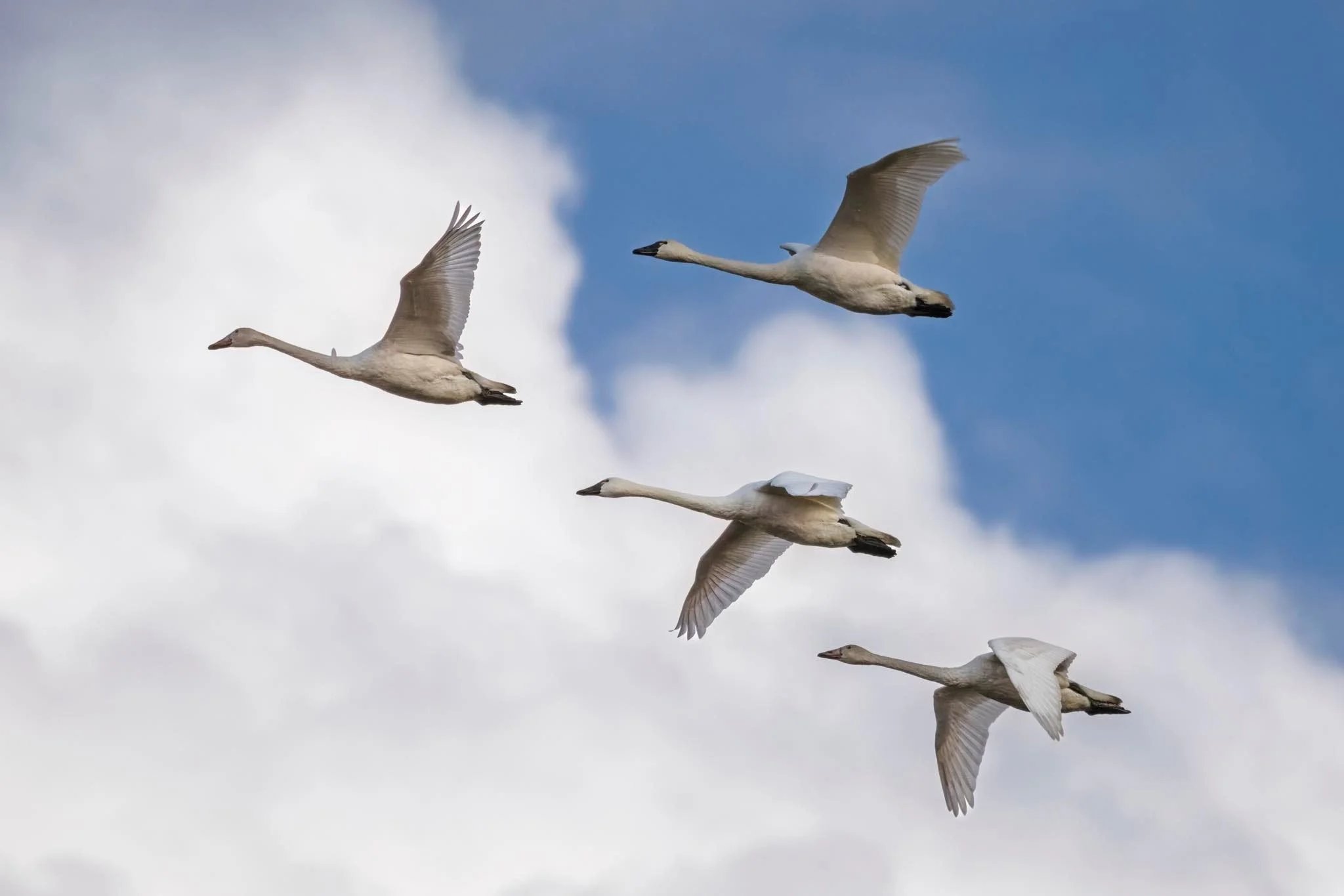Tundra Swan (photo by Kristy Modlin)