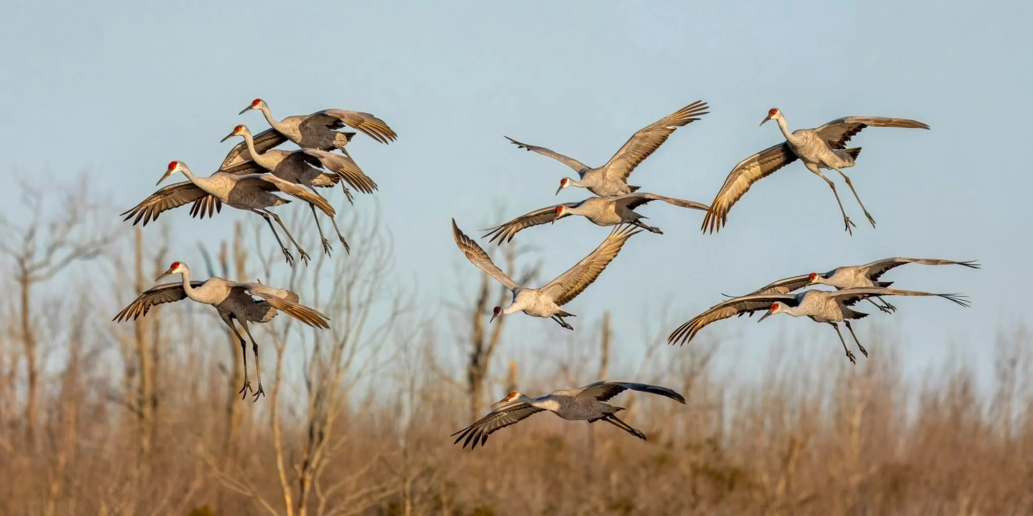 Sandhill Cranes (photo by Kristy Modlin)