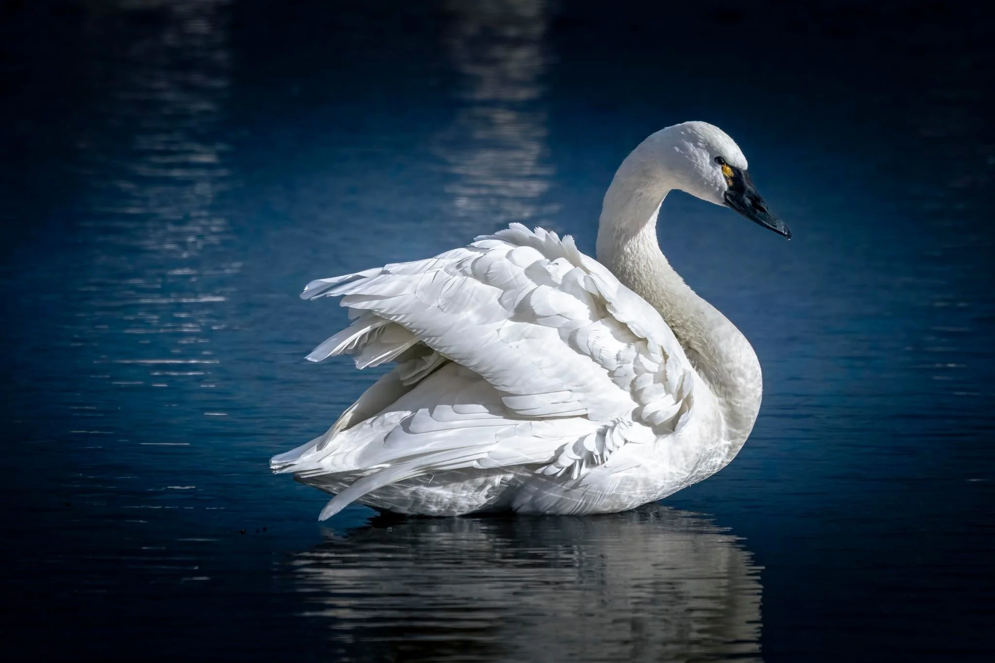Tundra Swan (photo by Kristy Modlin)