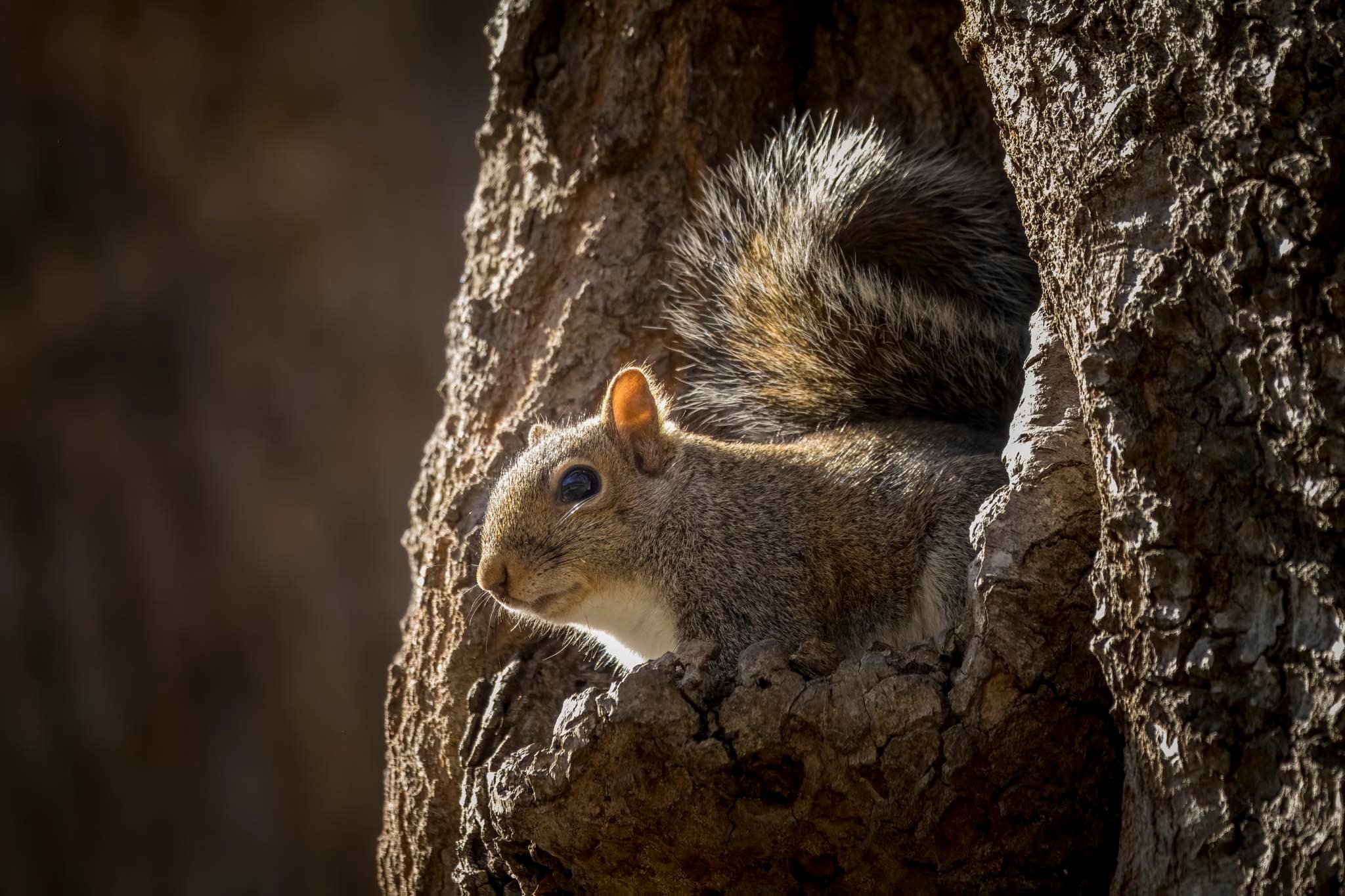 Squirrel (photo by Kristy Modlin)