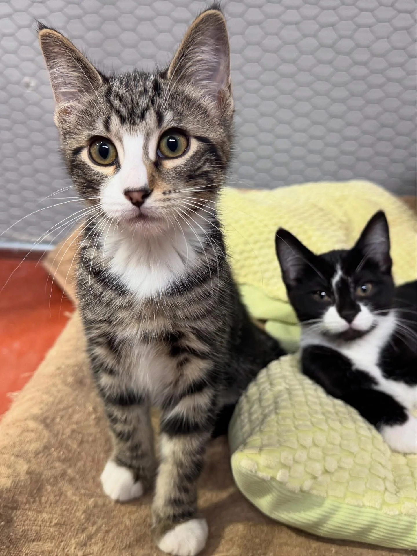 Oopsie Doopsy, Whoopsy, & Upsy