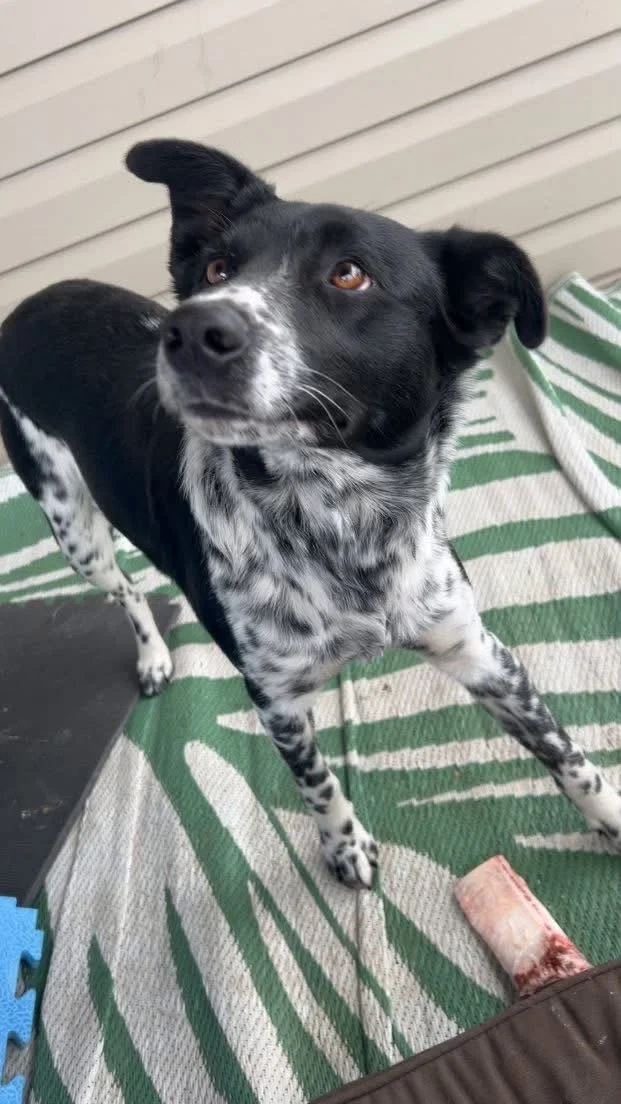 Found in Stettler County 