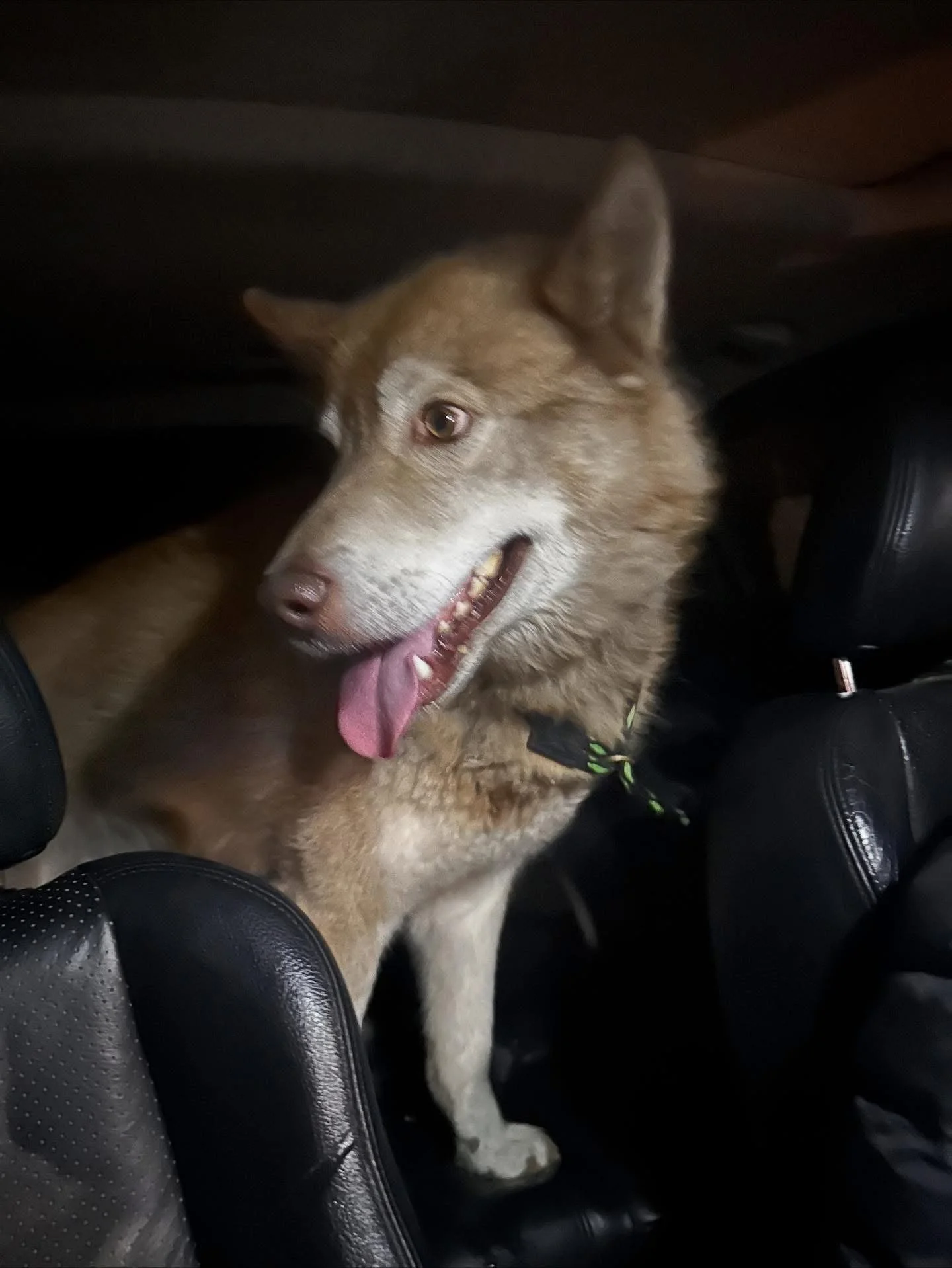 Found in the Ponoka County