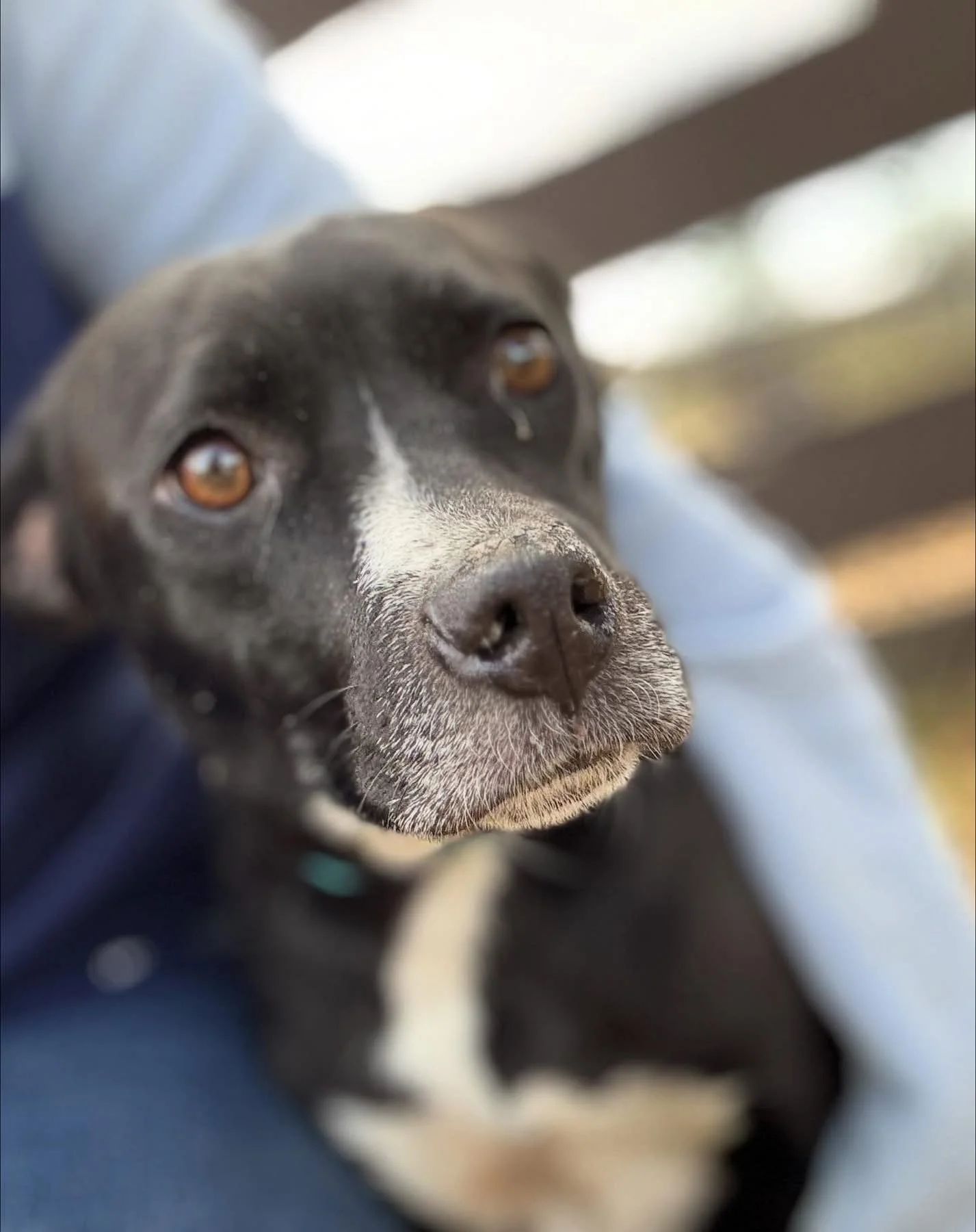 New in care 🐾 Raven