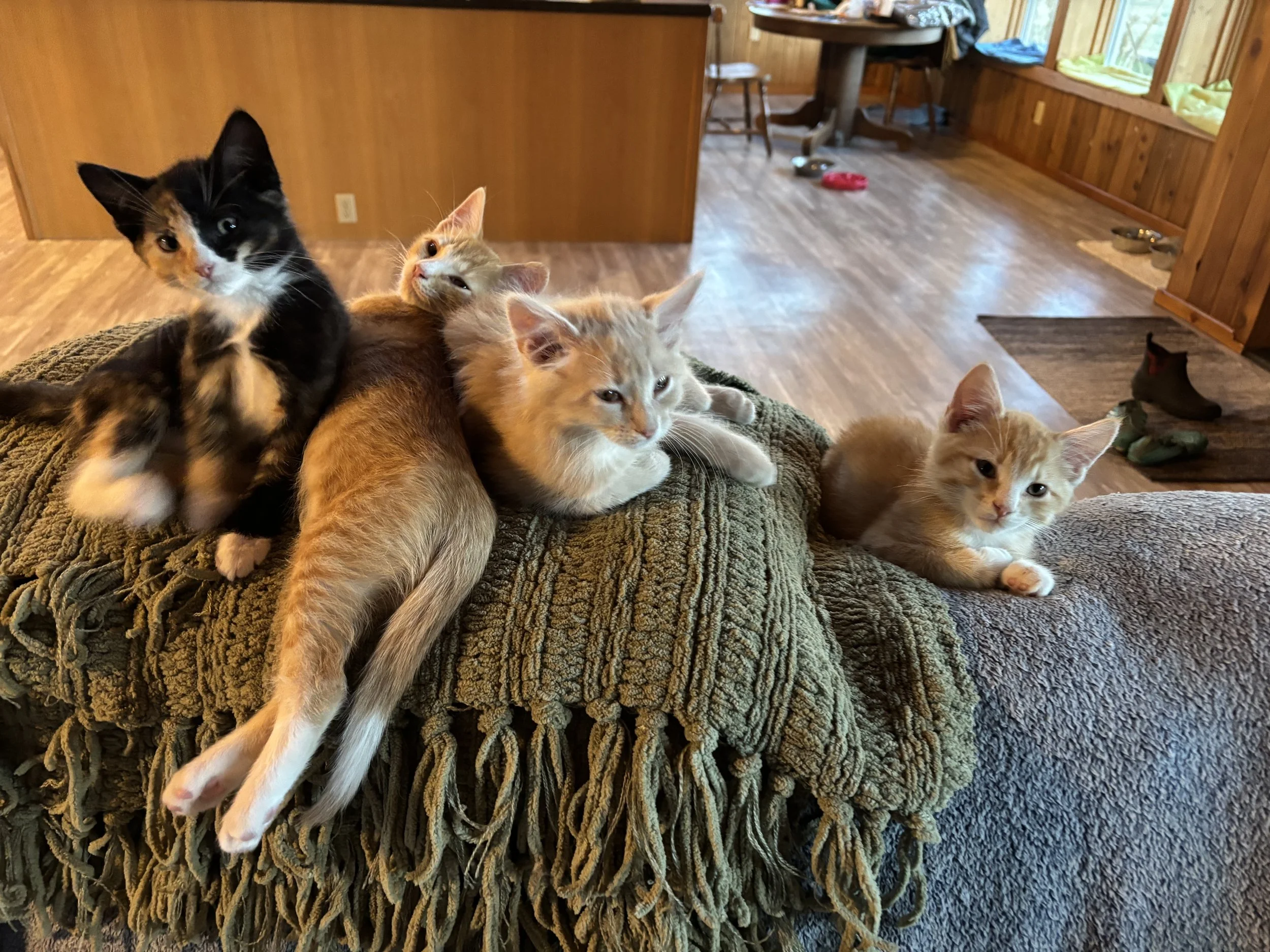 Wednesday Maxx Niko & Biscuit 