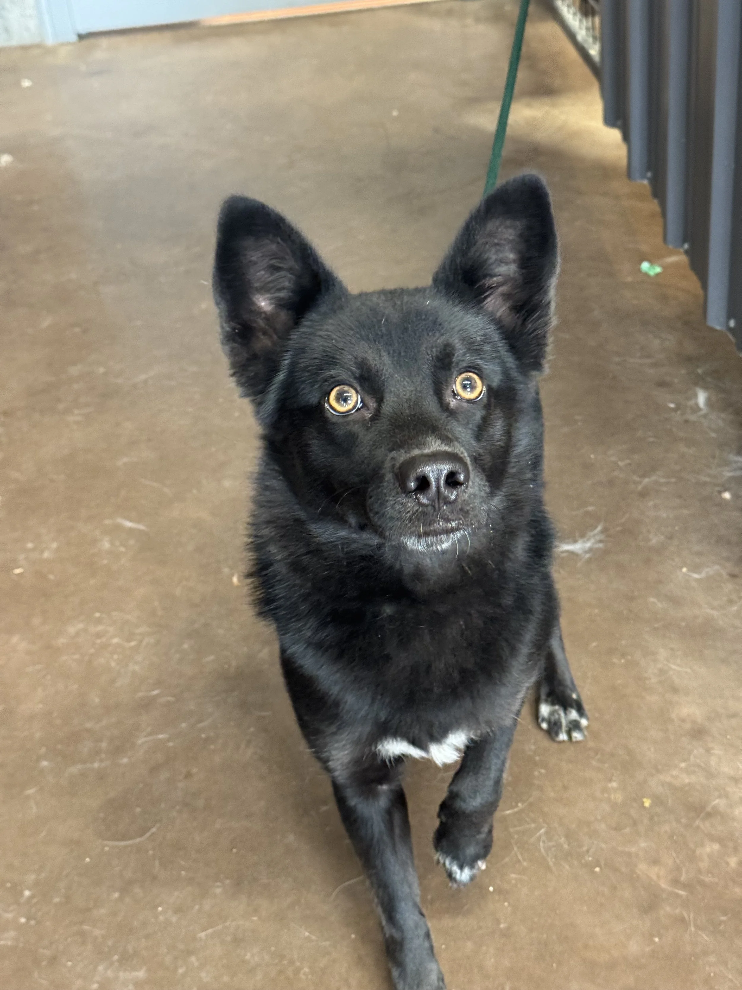 Intact male found west of Ponoka