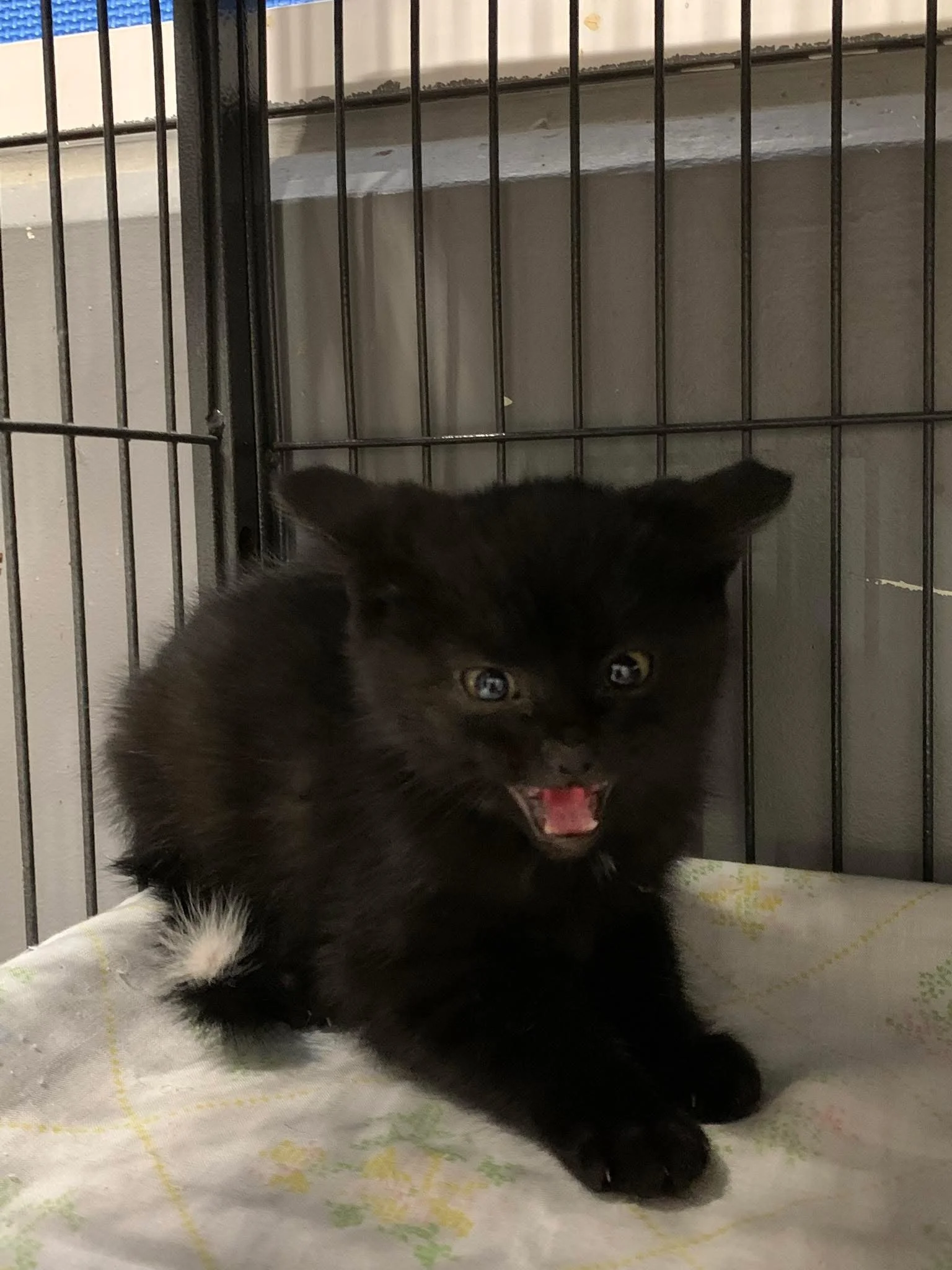 Little guy - Town of Ponoka