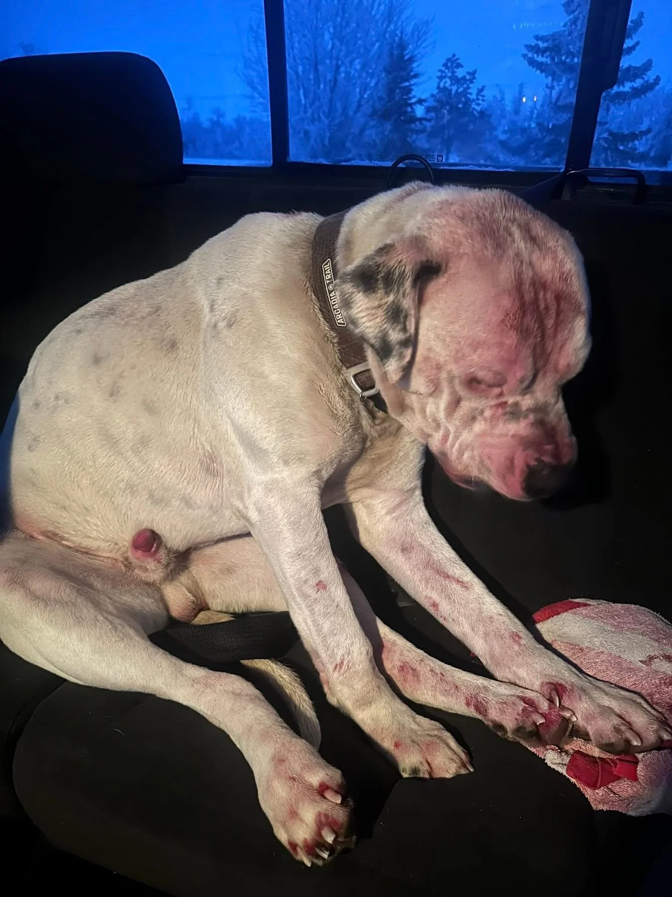 Daxx found in Stettler County
 intake Dec 2 nd.