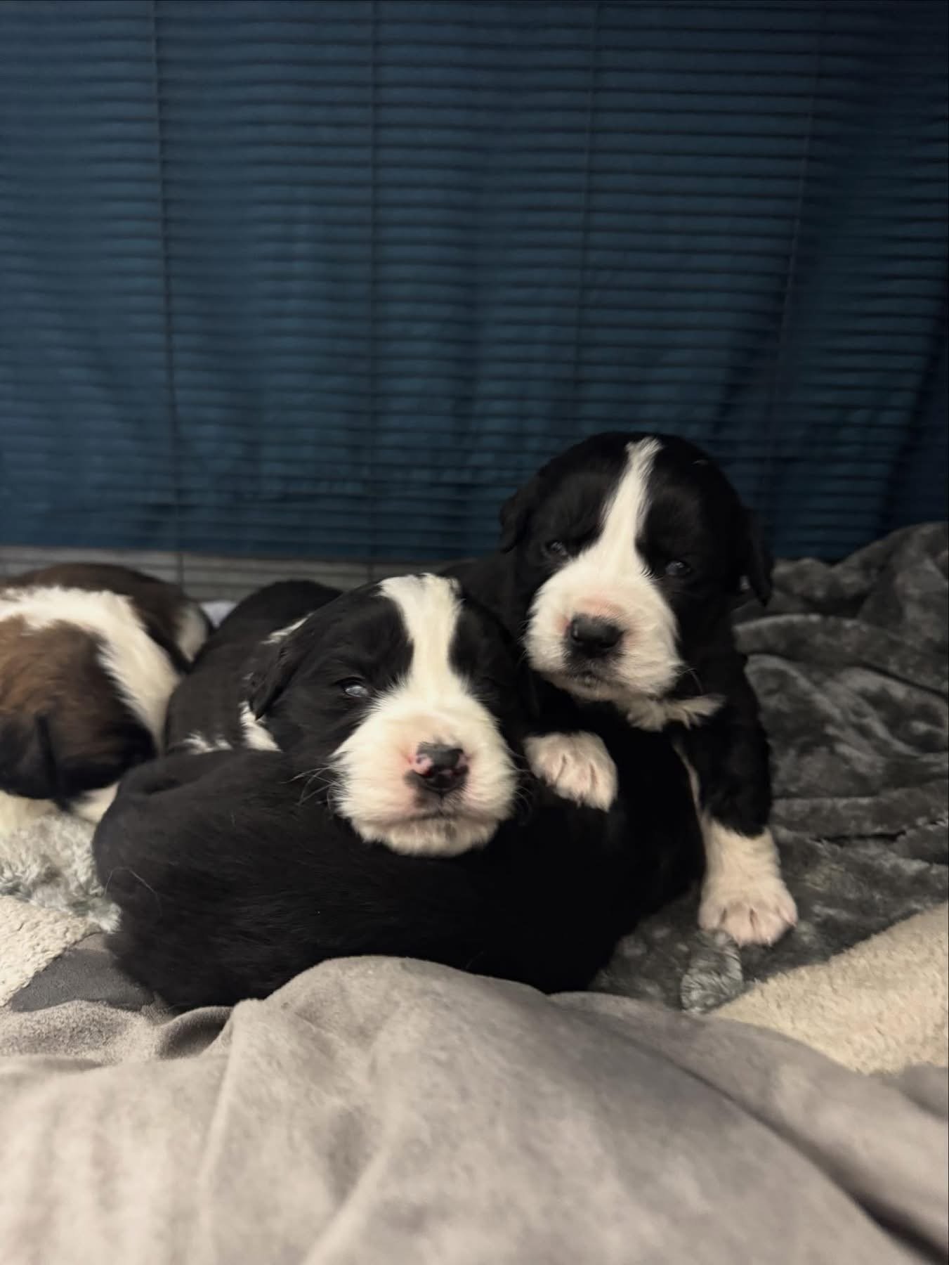 Puppies found in Ponoka County 