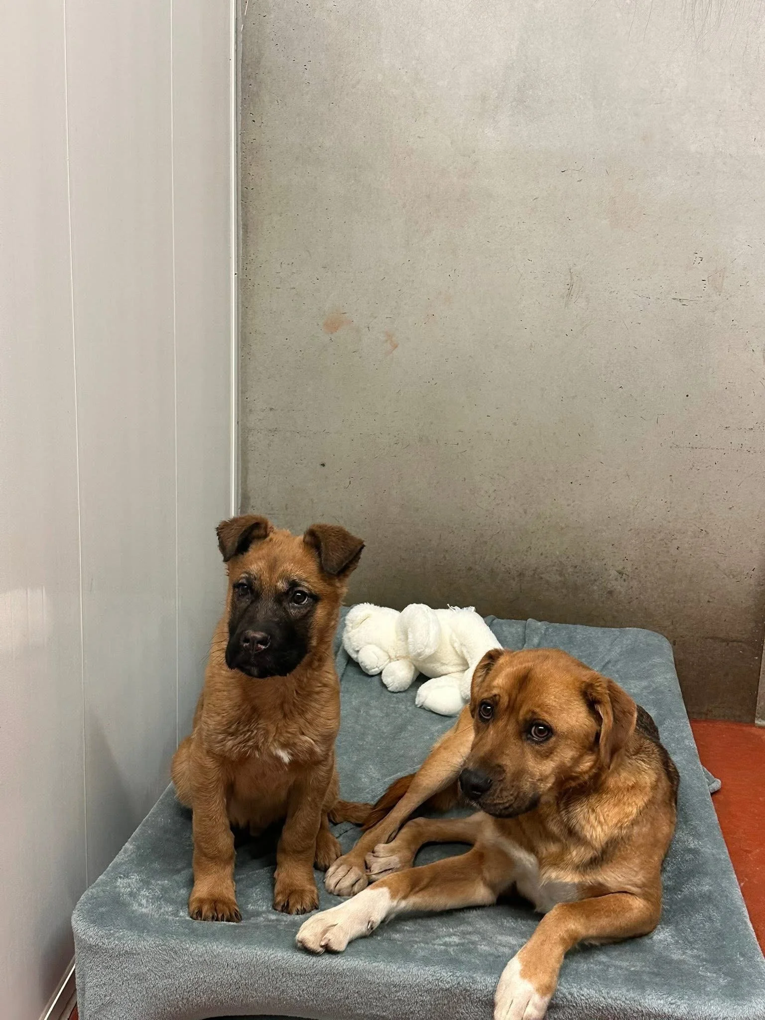 Found in Ermineskin ~ a Maskwacis 