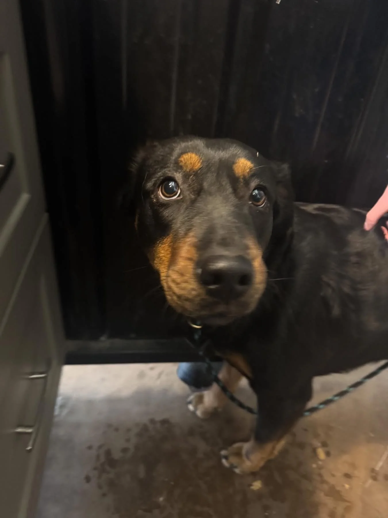 Rottie X  found in the Town of Ponoka