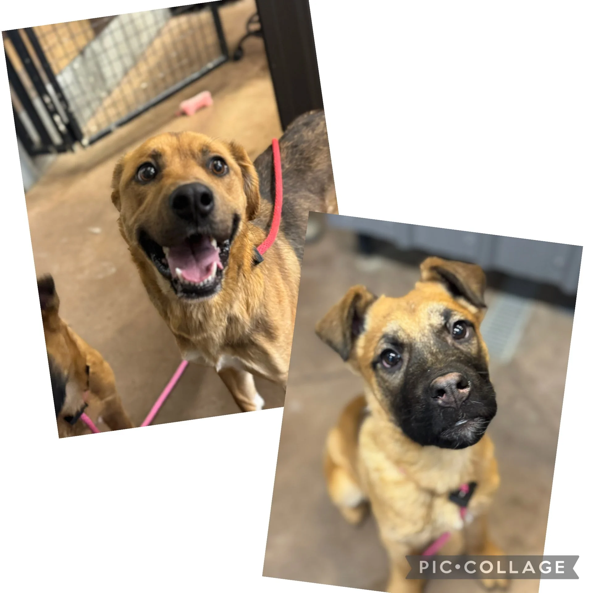 Maskwacis January 21
We named them Jane & Tarzan