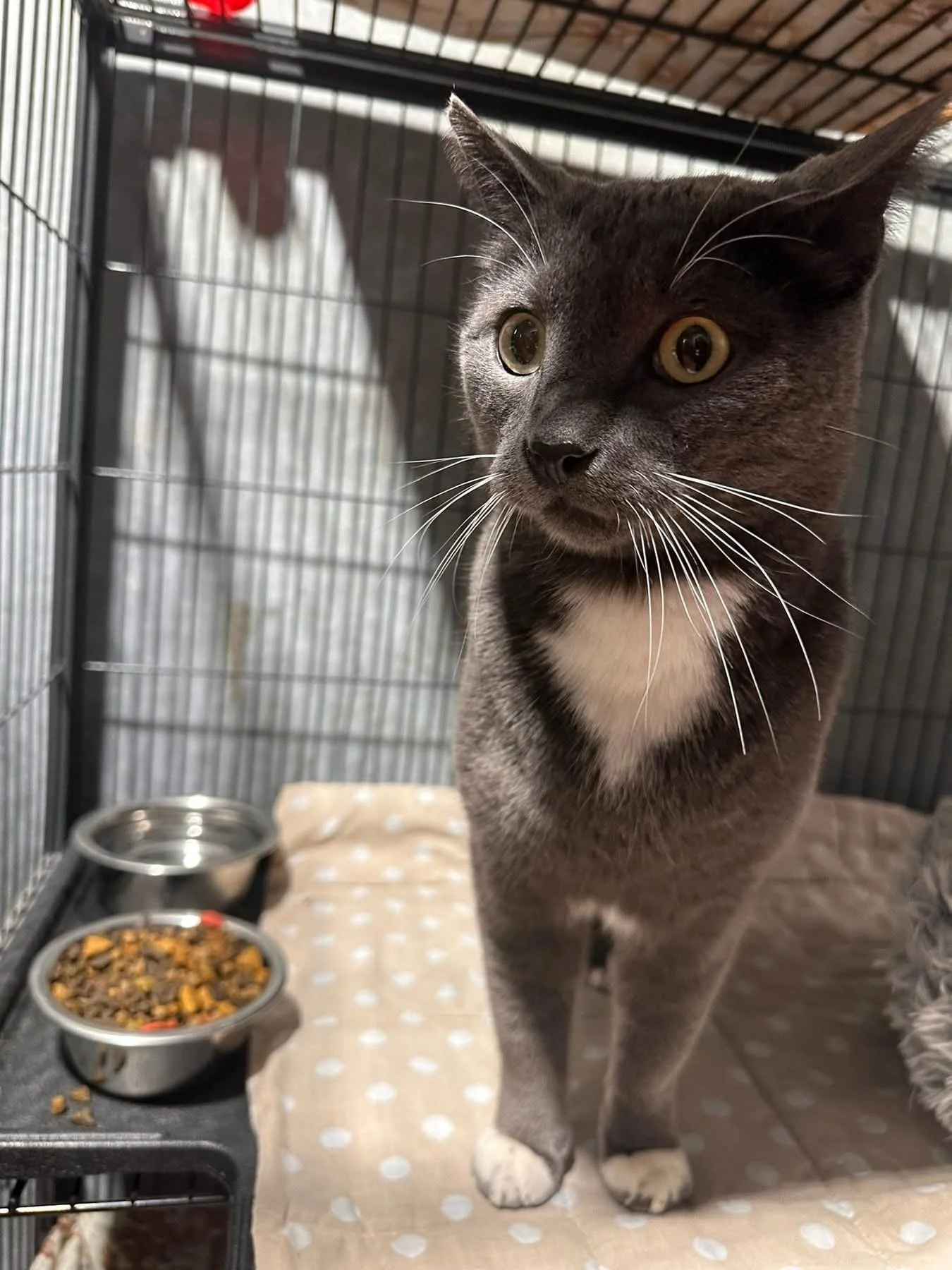 Found in the Town of Ponoka Feb 28