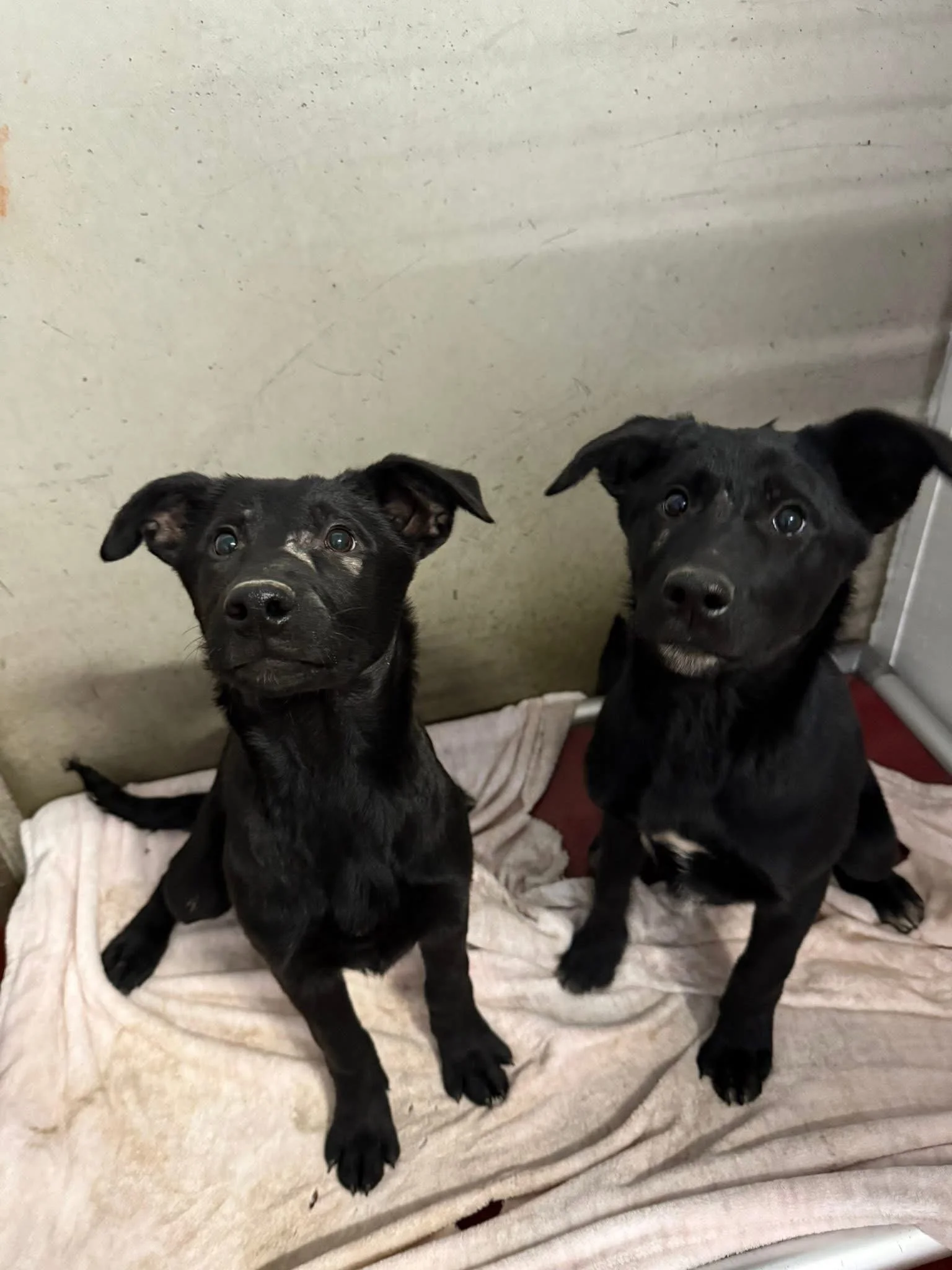 Two female pups found in Camrose County - March 7