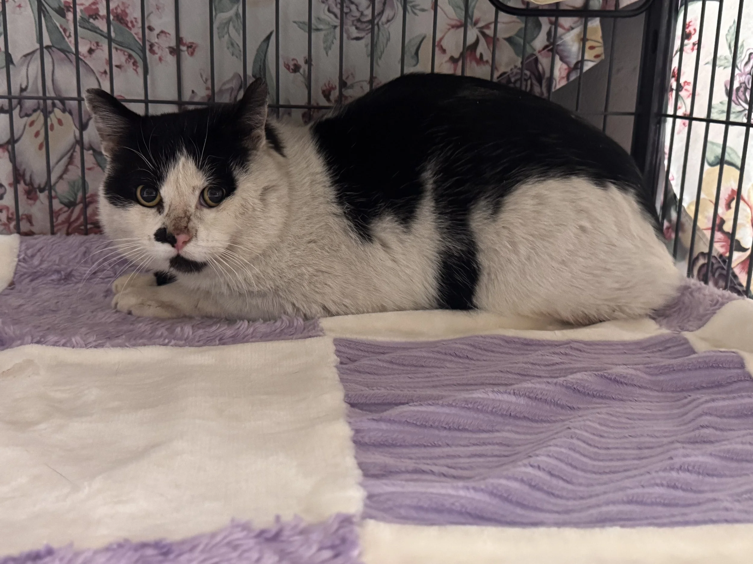 Wild cat Town of Ponoka. March 15