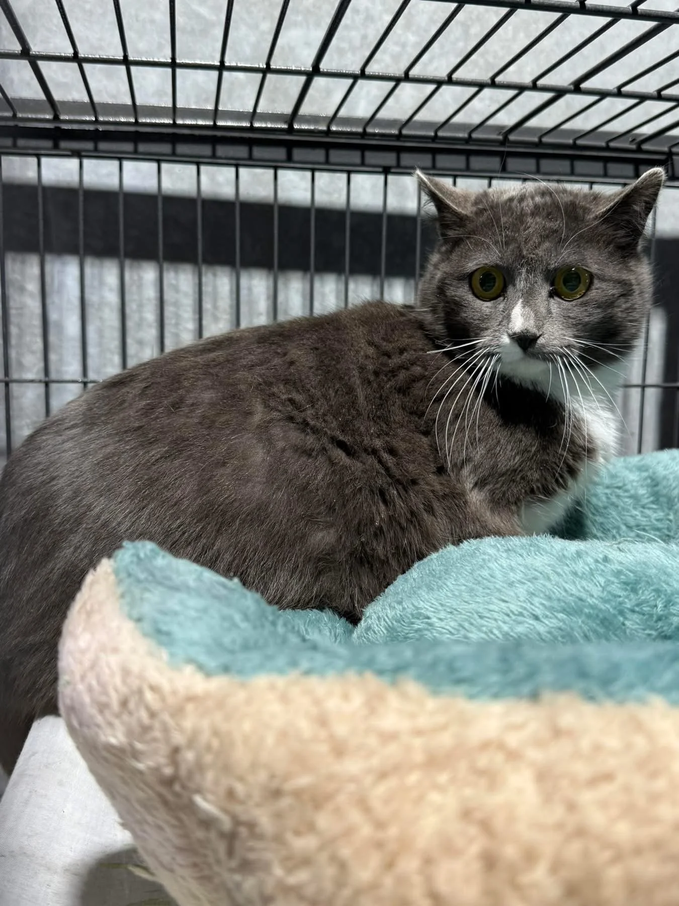 Wild cat Town of Ponoka. March 15