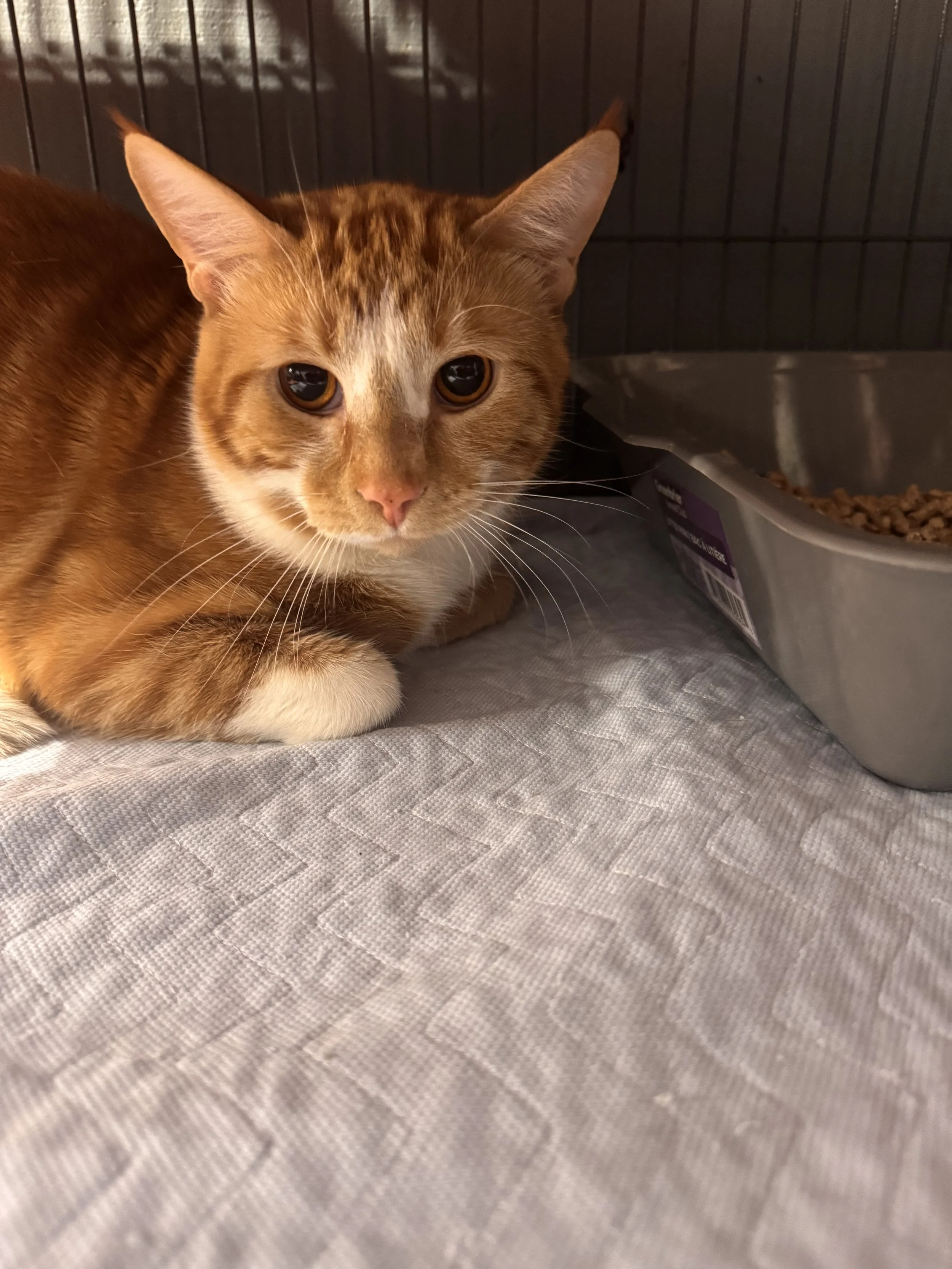 Found in the town of Ponoka
March 17
