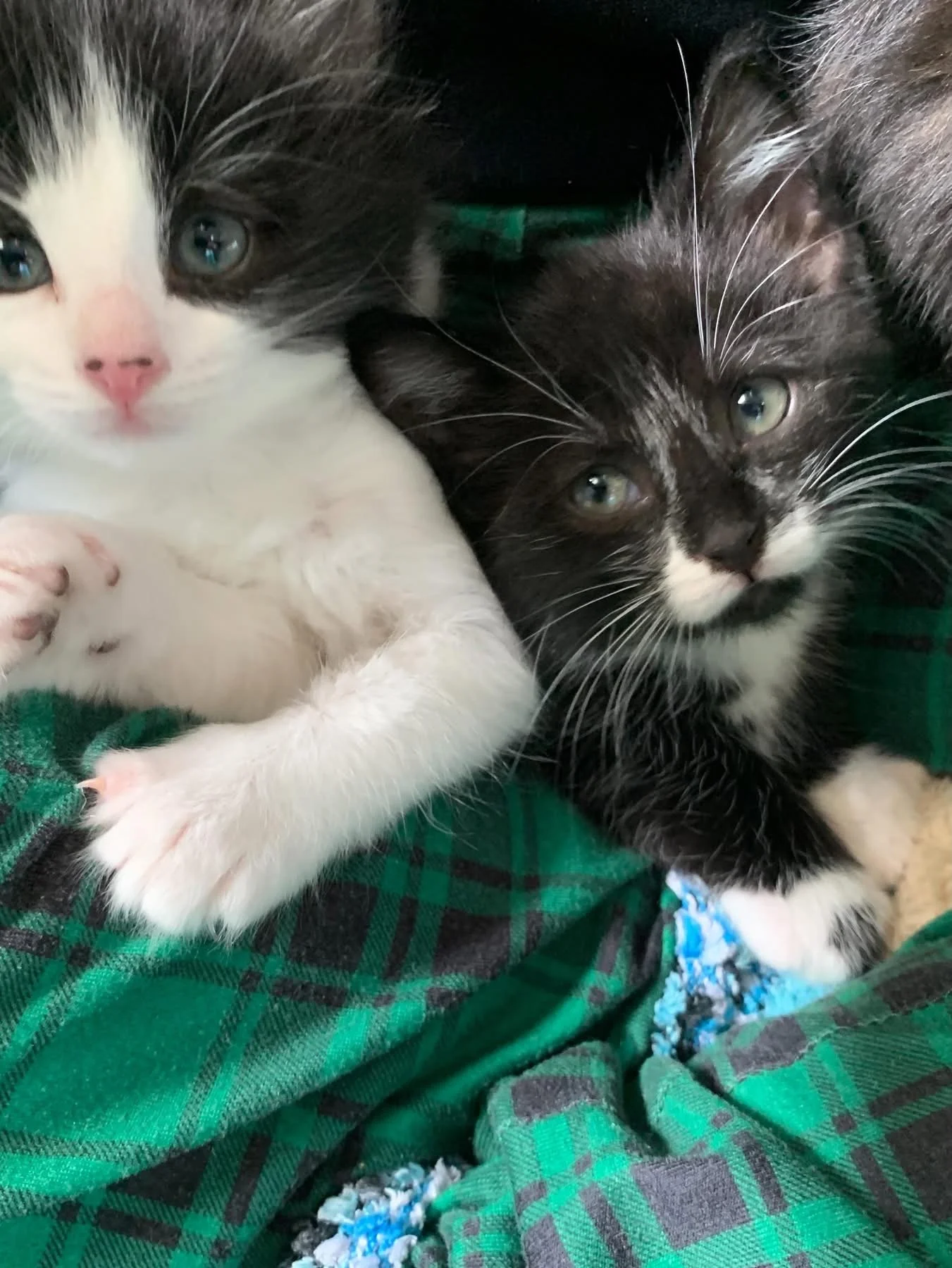 Kittens