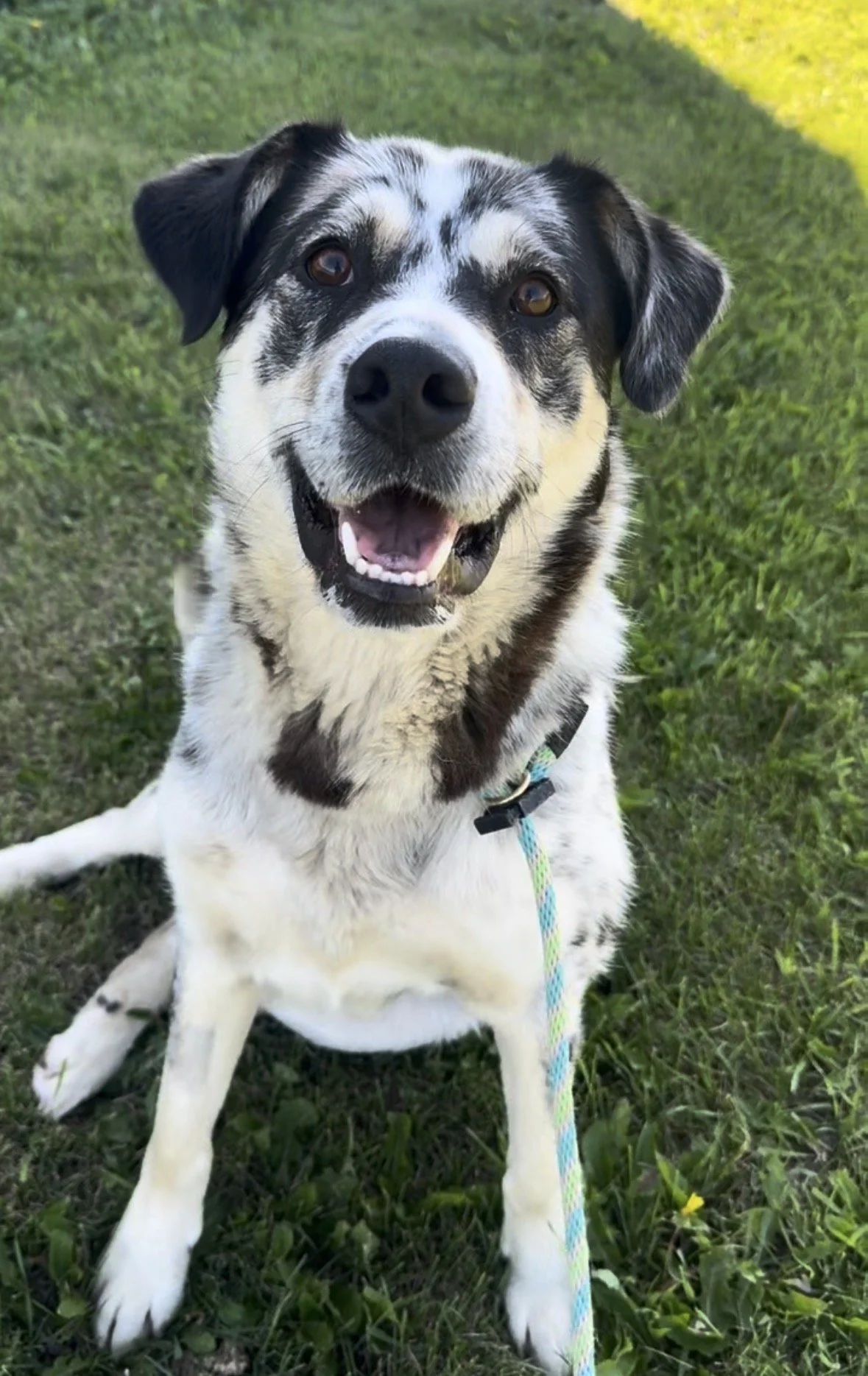 Sadie