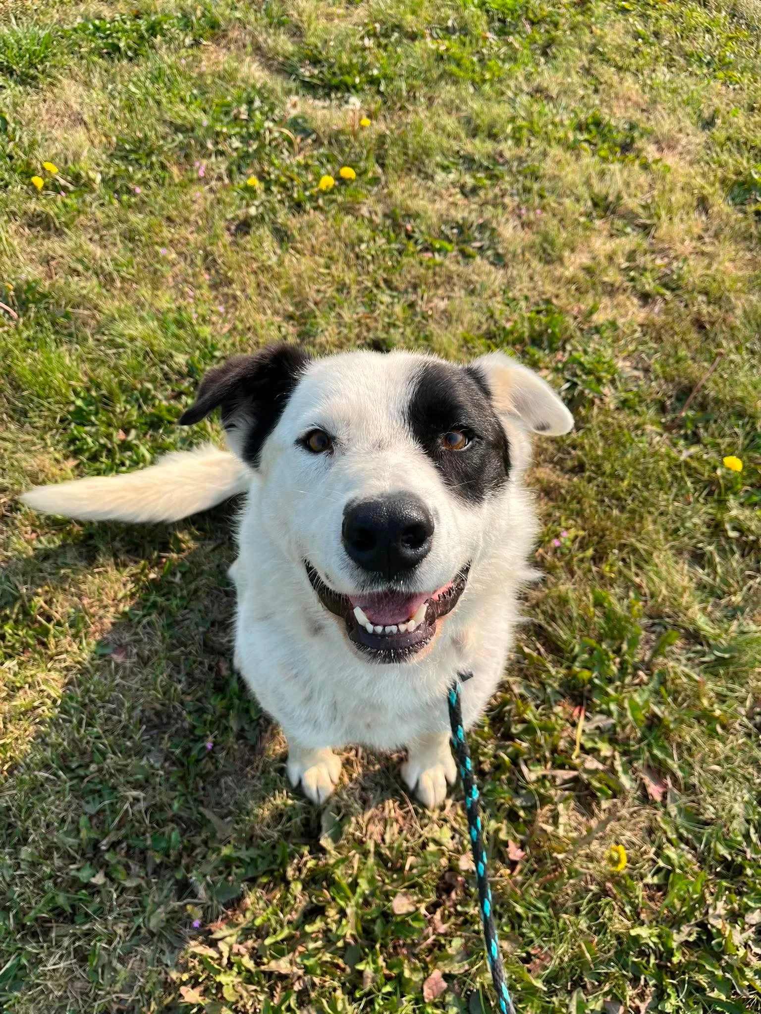 Banjo - Lucky
