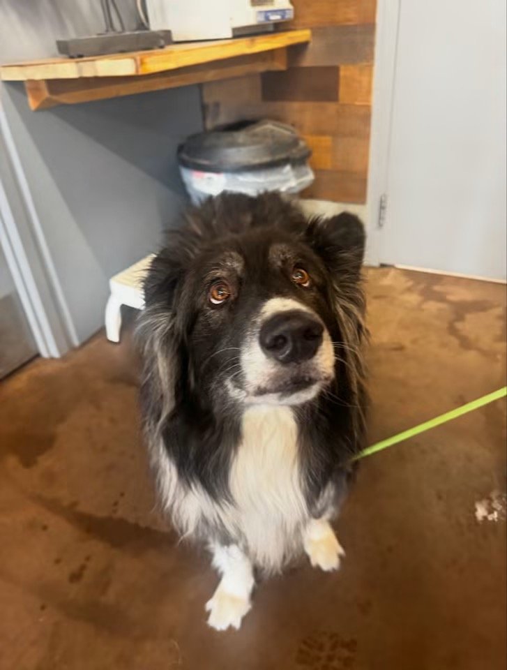 Found in Camrose County 