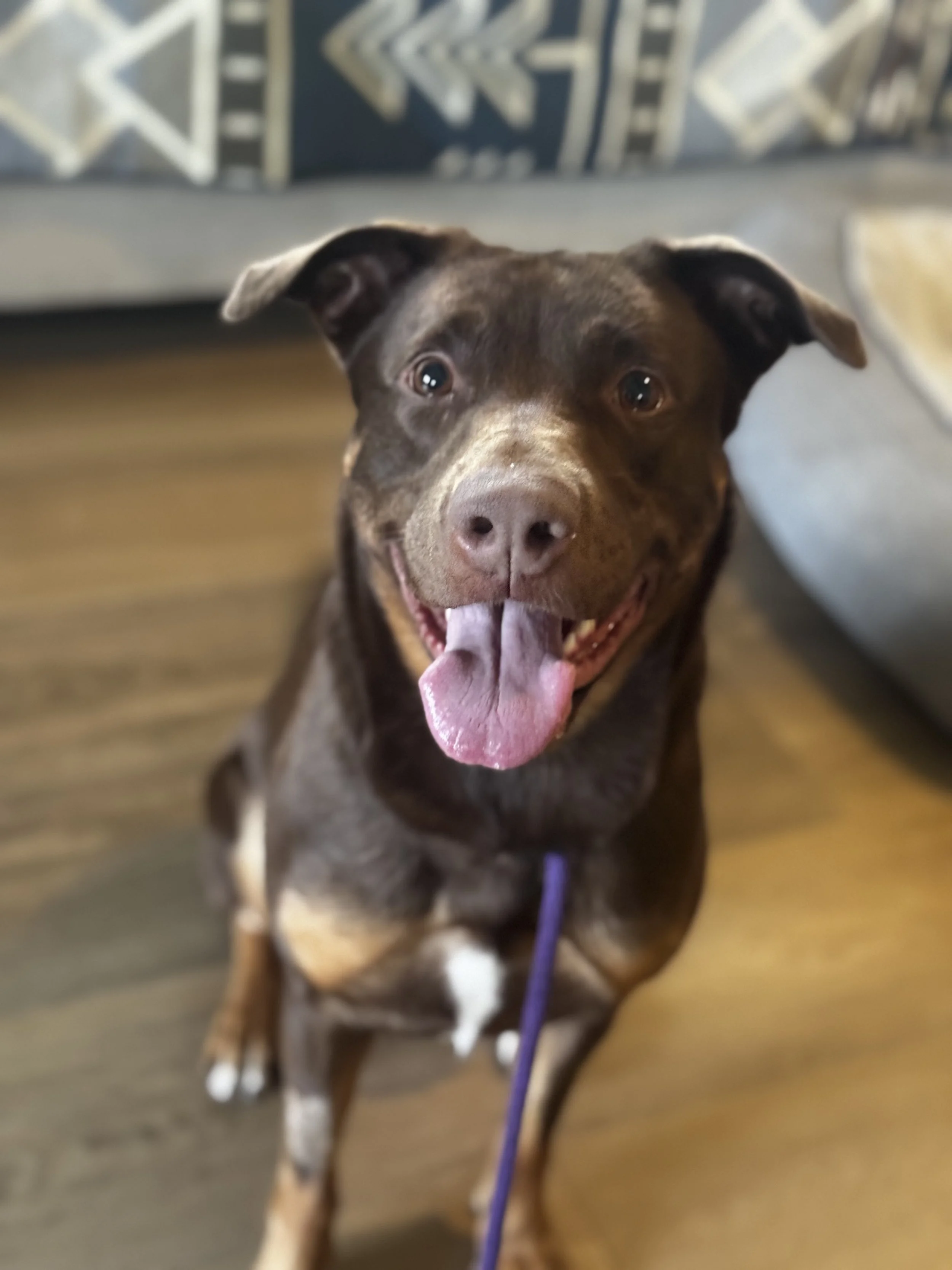 Lila 