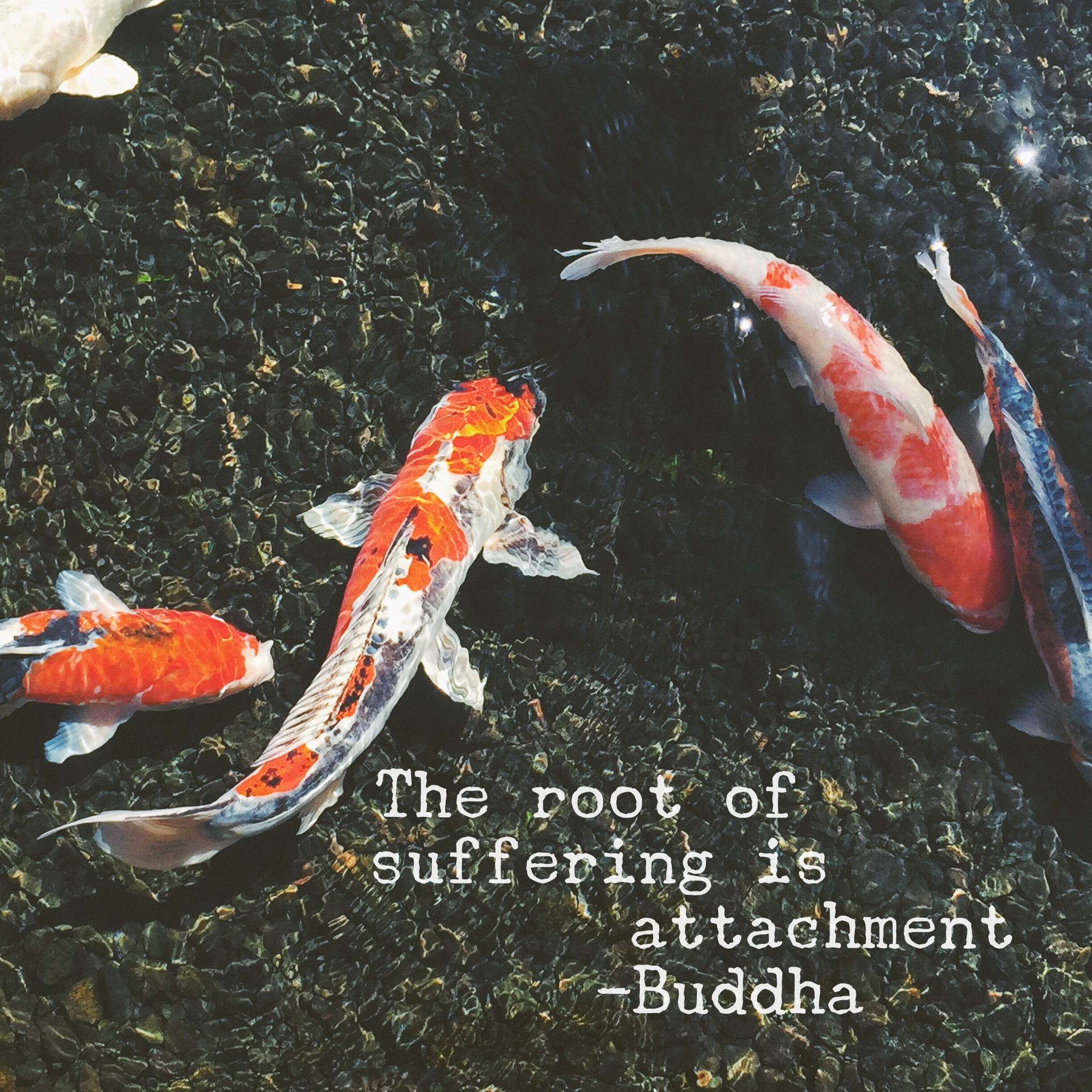 SUFFERING_BUDHA.png