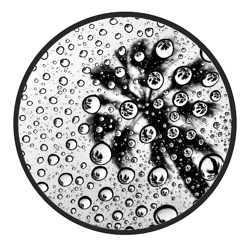 PALM UNIVERSE ICON.png