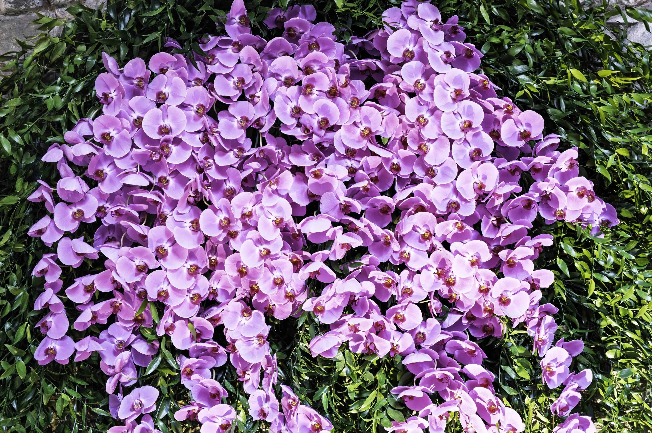 Hundreds of purple phalaenopsis orchids spreading in a dense carpet against stone and green foliage at Girona's Temps de Flors flower festival — Leica Q3