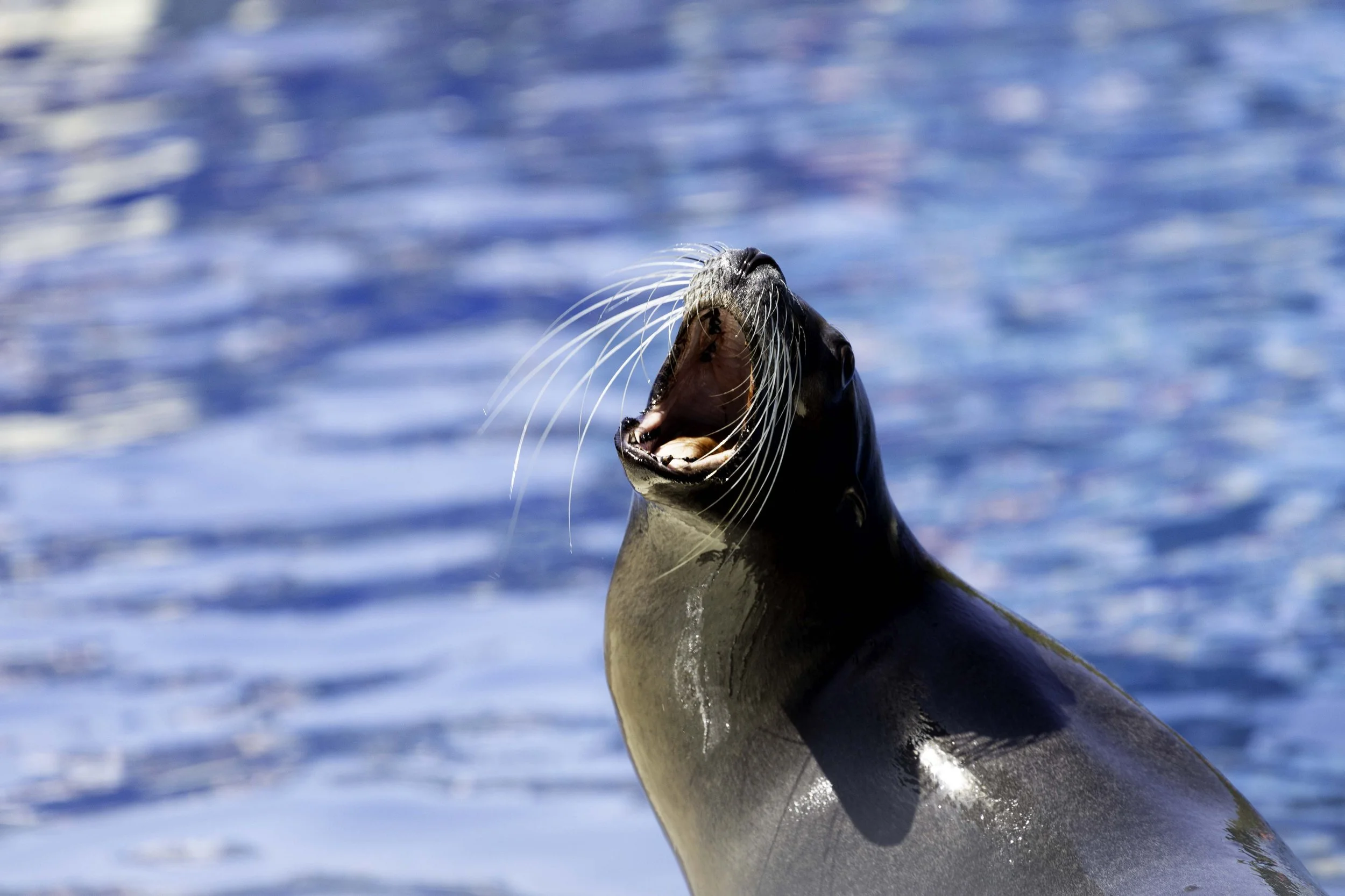 Seal at the Barcelona Zoo