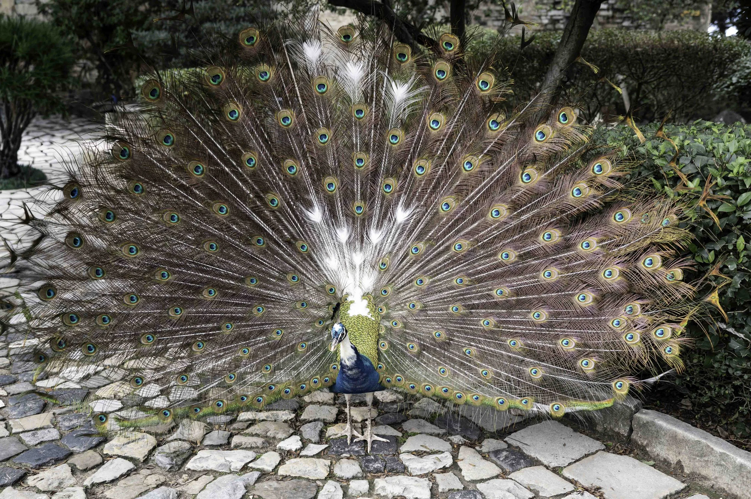 Peacock at Lisbon Castle