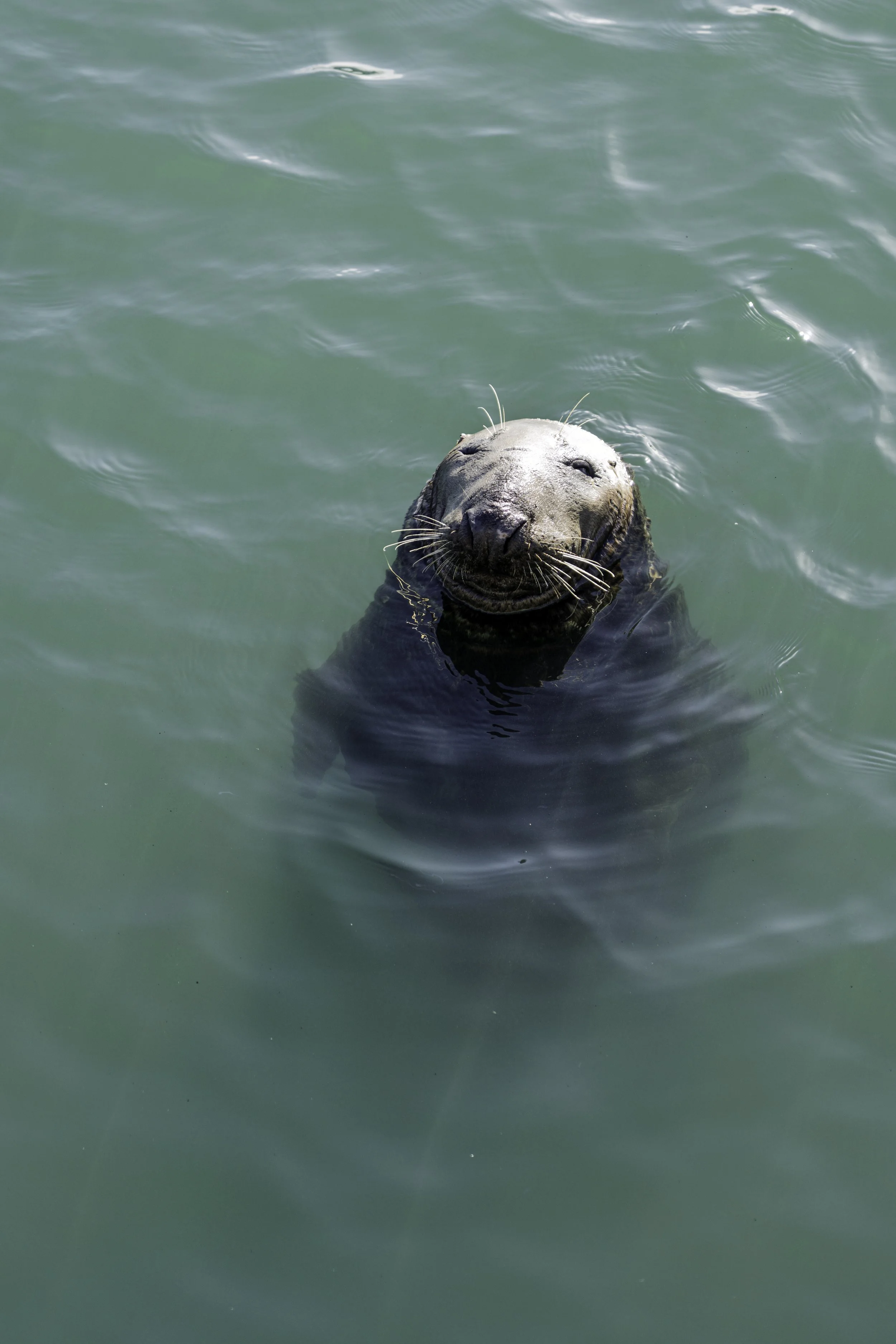 Seal in Howth Harbour, Ireland – bCLPhoto