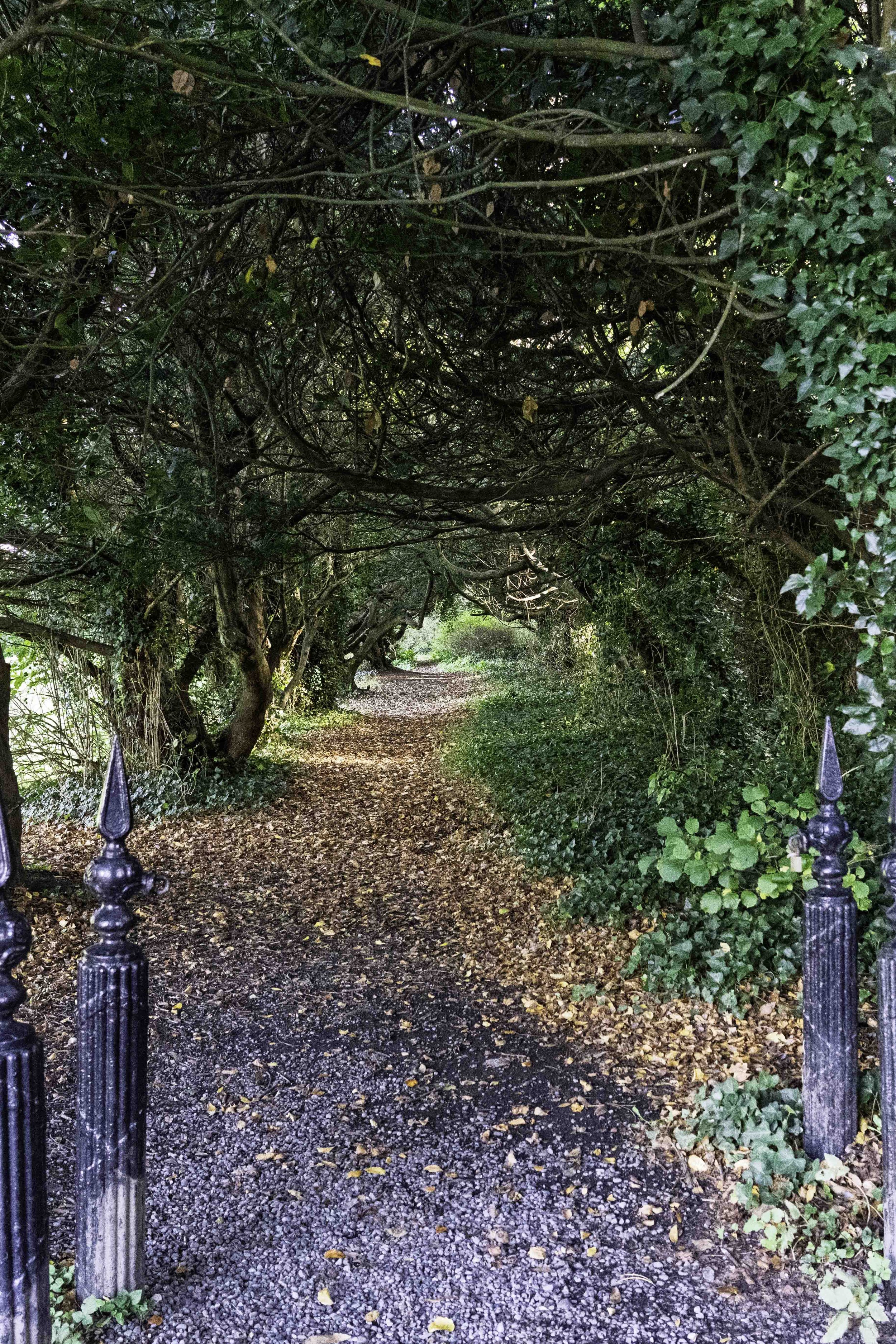 Enchanted forest path near Howth Castle, Dublin – bCLPhoto