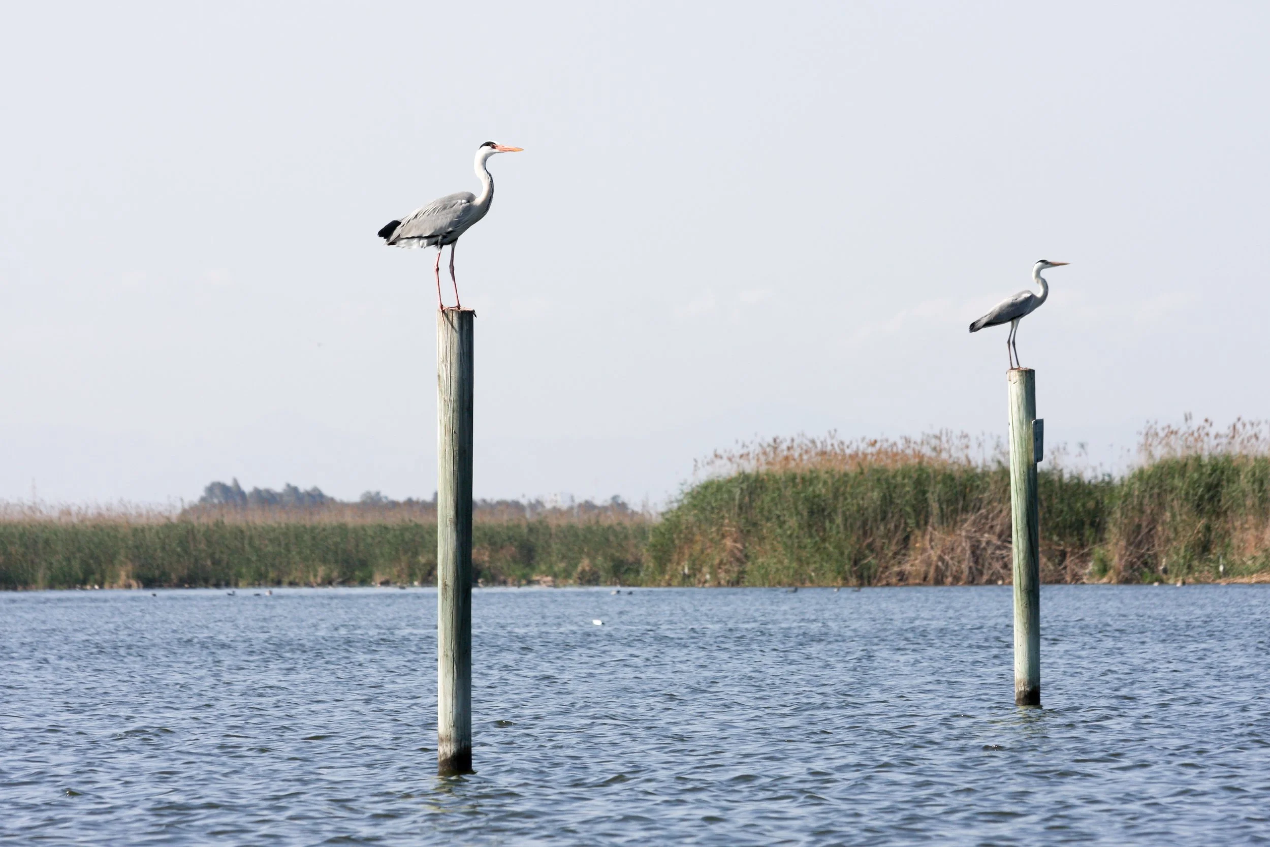 Landscape at La Albufera, Valencia – nature photography – bCLPhoto